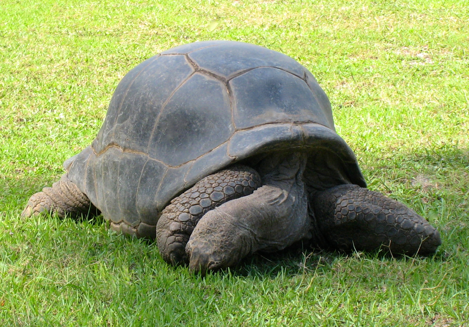 ALDABRA BREEDER