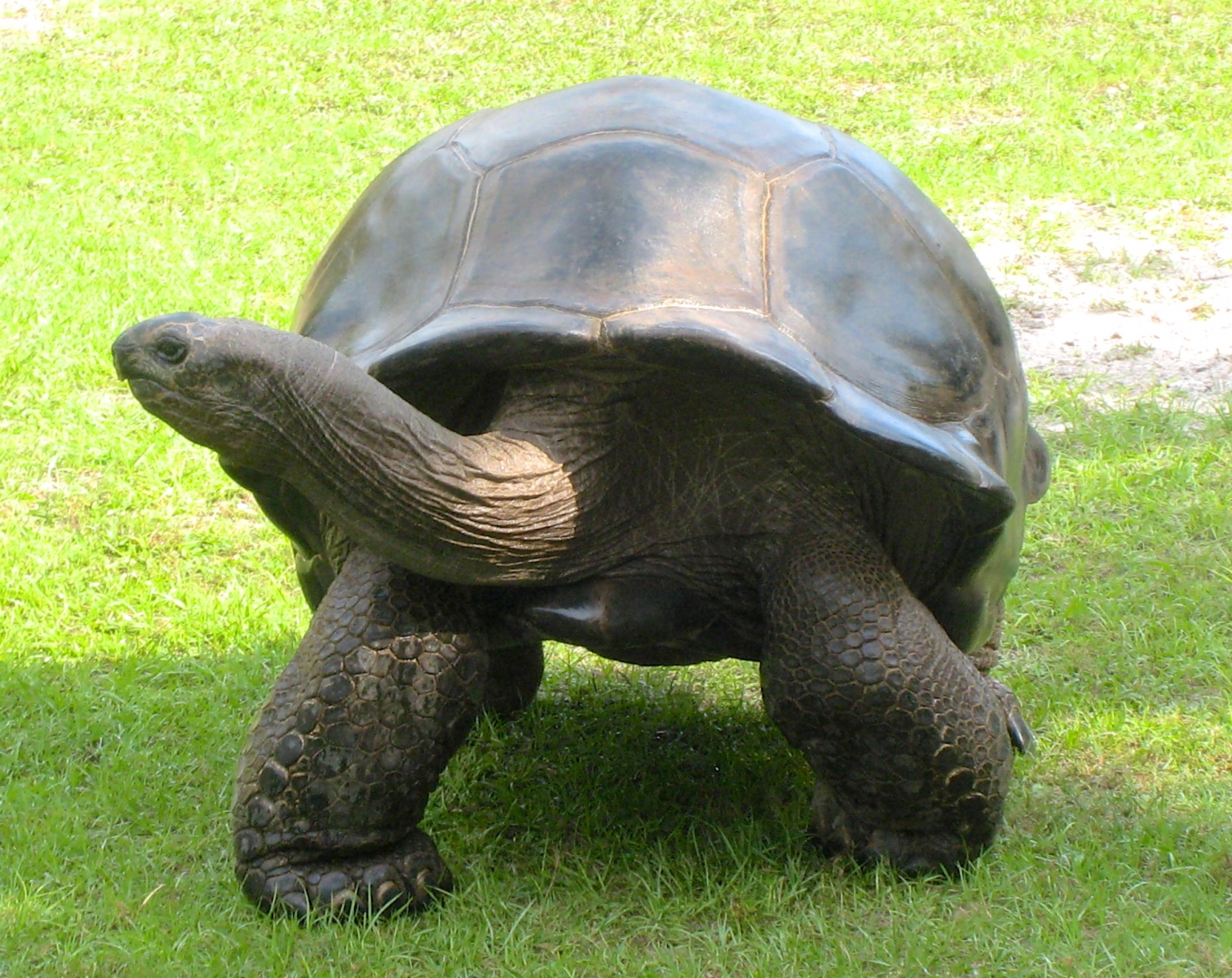 ALDABRA BREEDER
