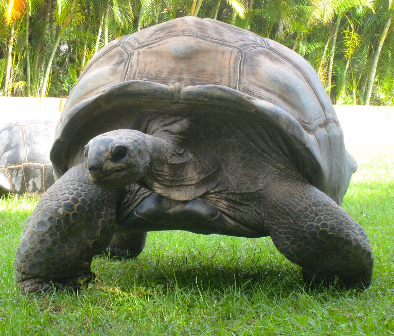 ALDABRA BREEDER