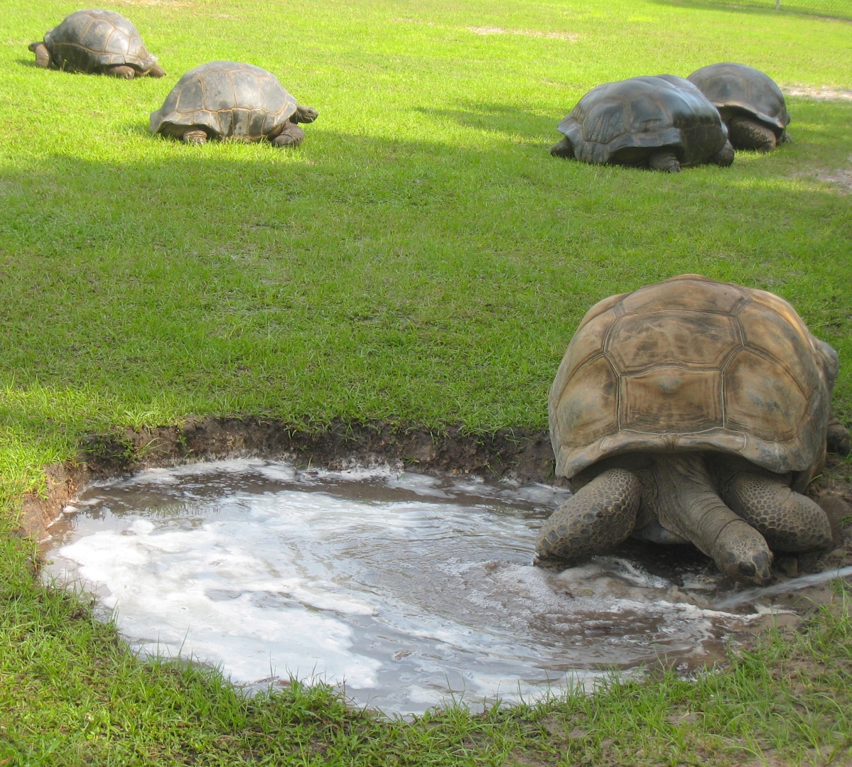 ALDABRA BREEDER