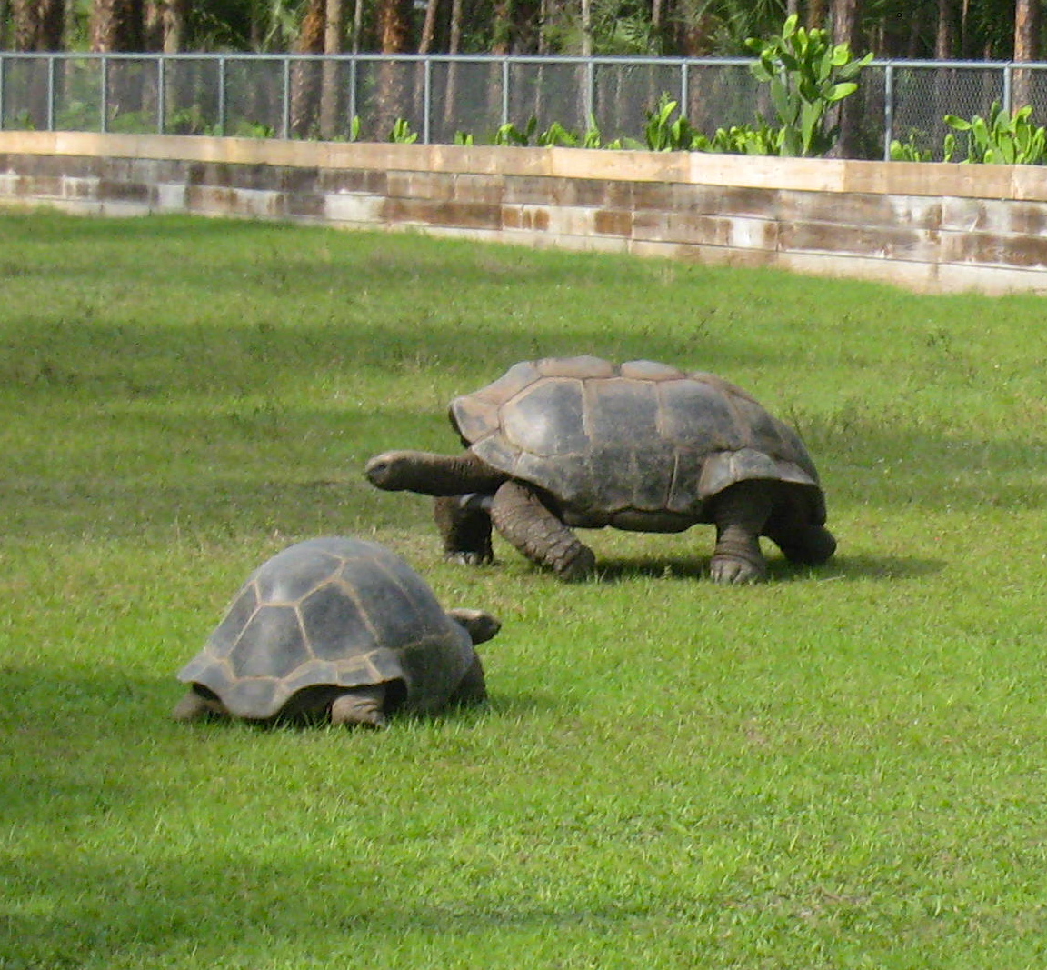 ALDABRA BREEDER