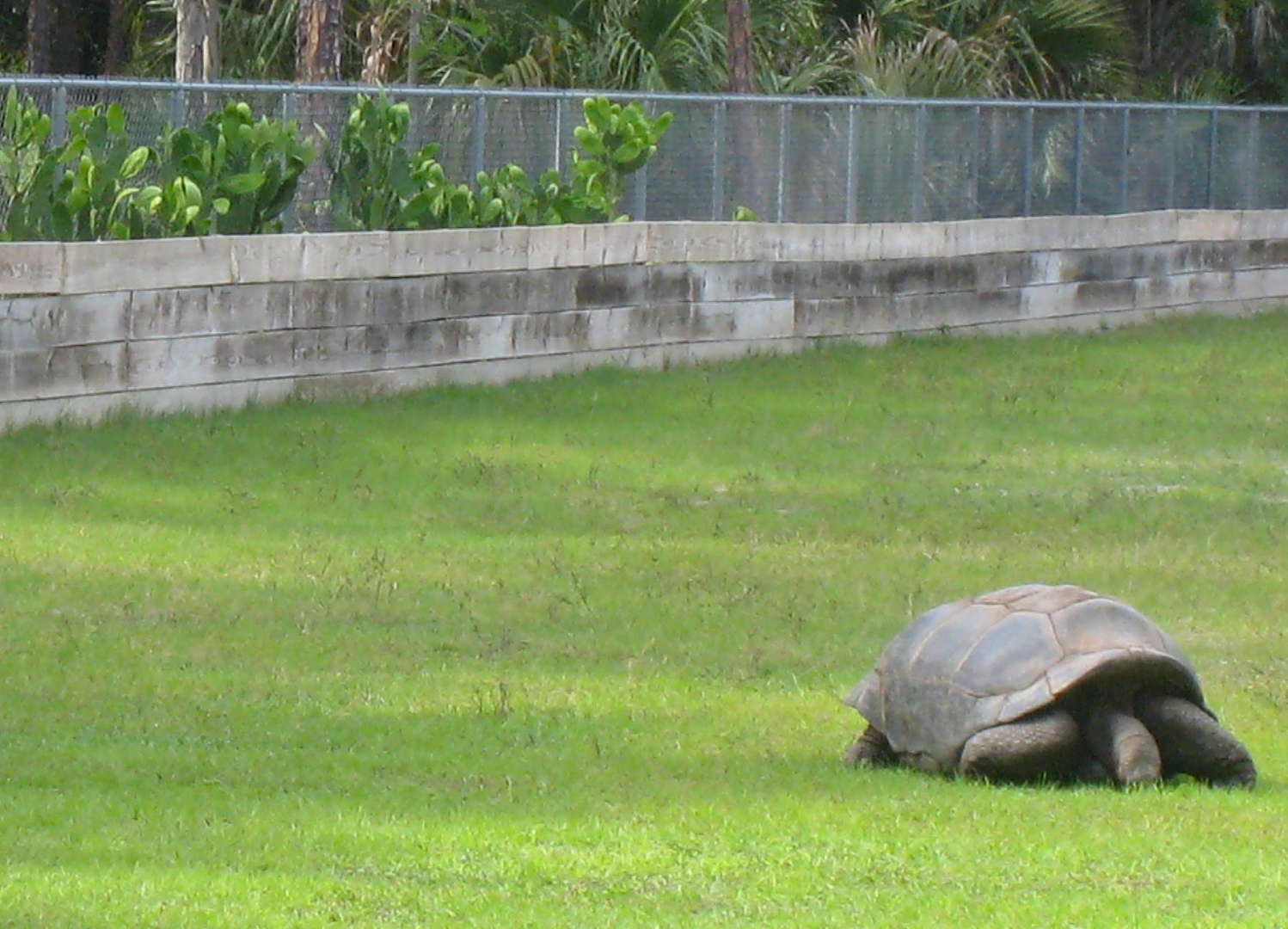 ALDABRA BREEDER