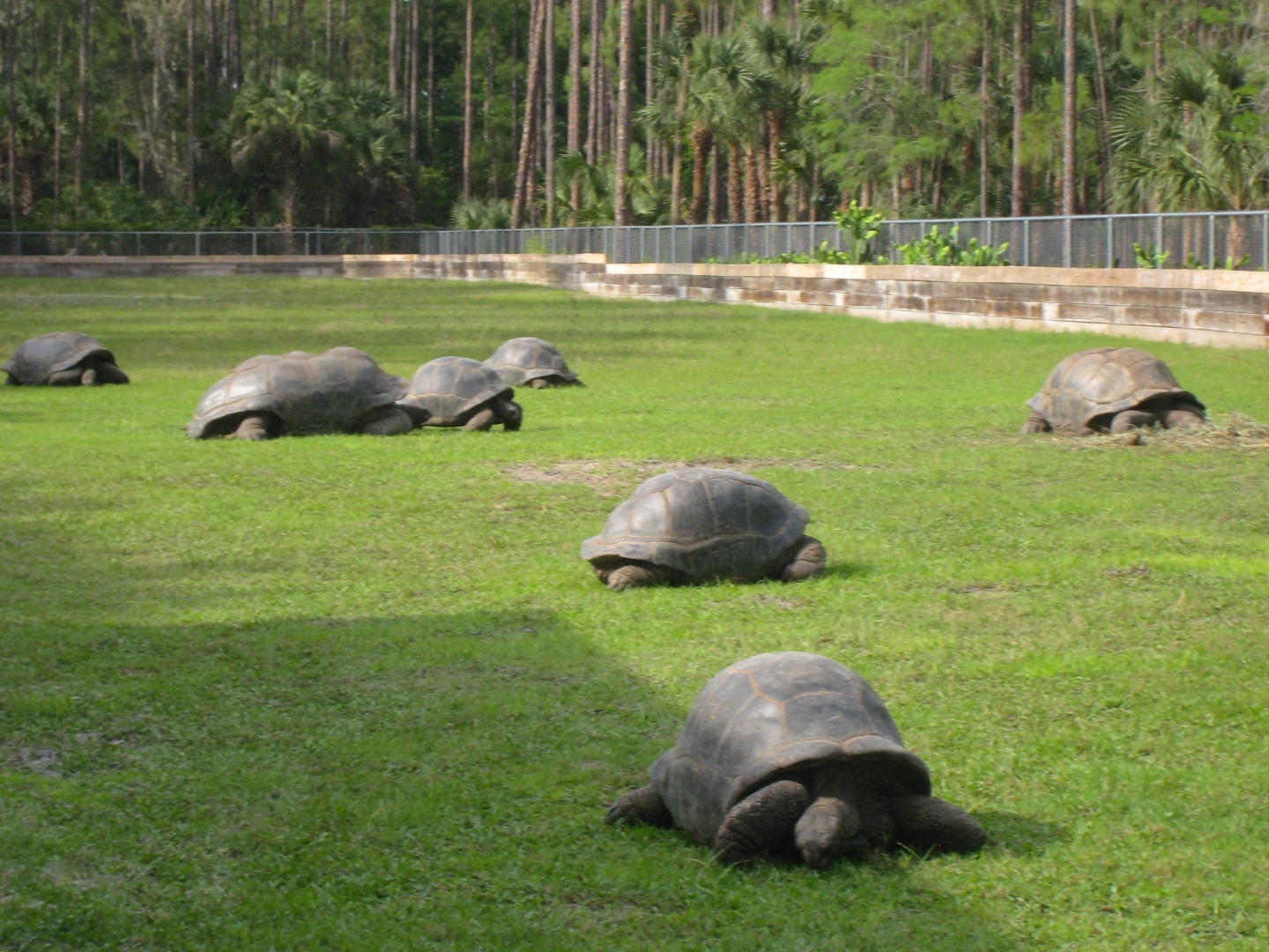 ALDABRA BREEDER