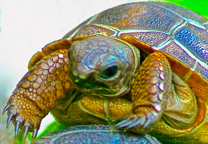 ALDABRA BREEDER