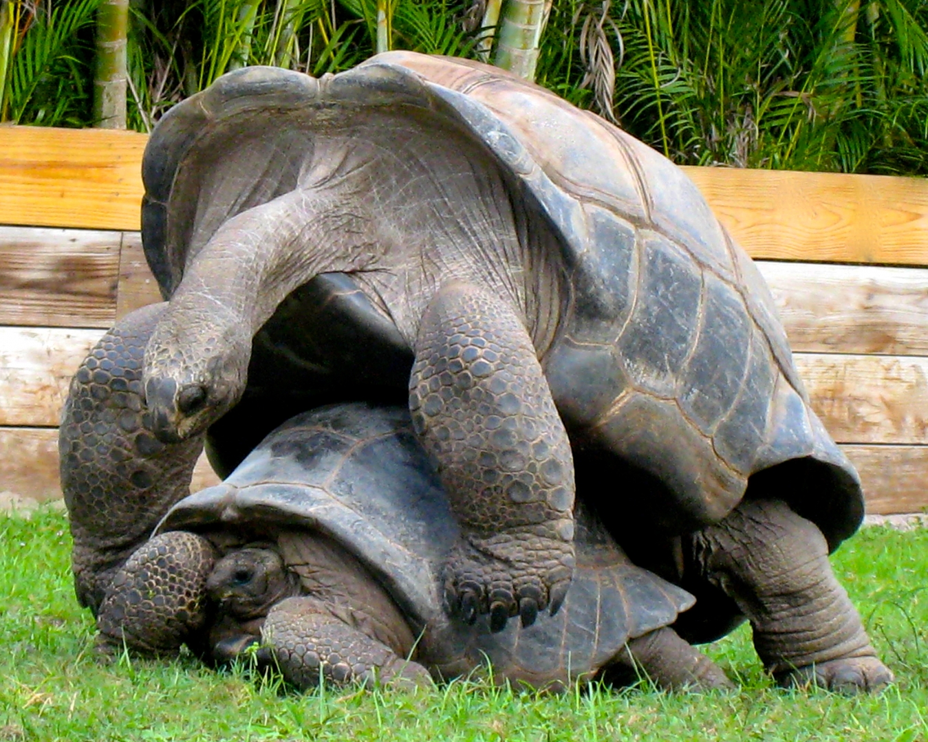 ALDABRA BREEDER