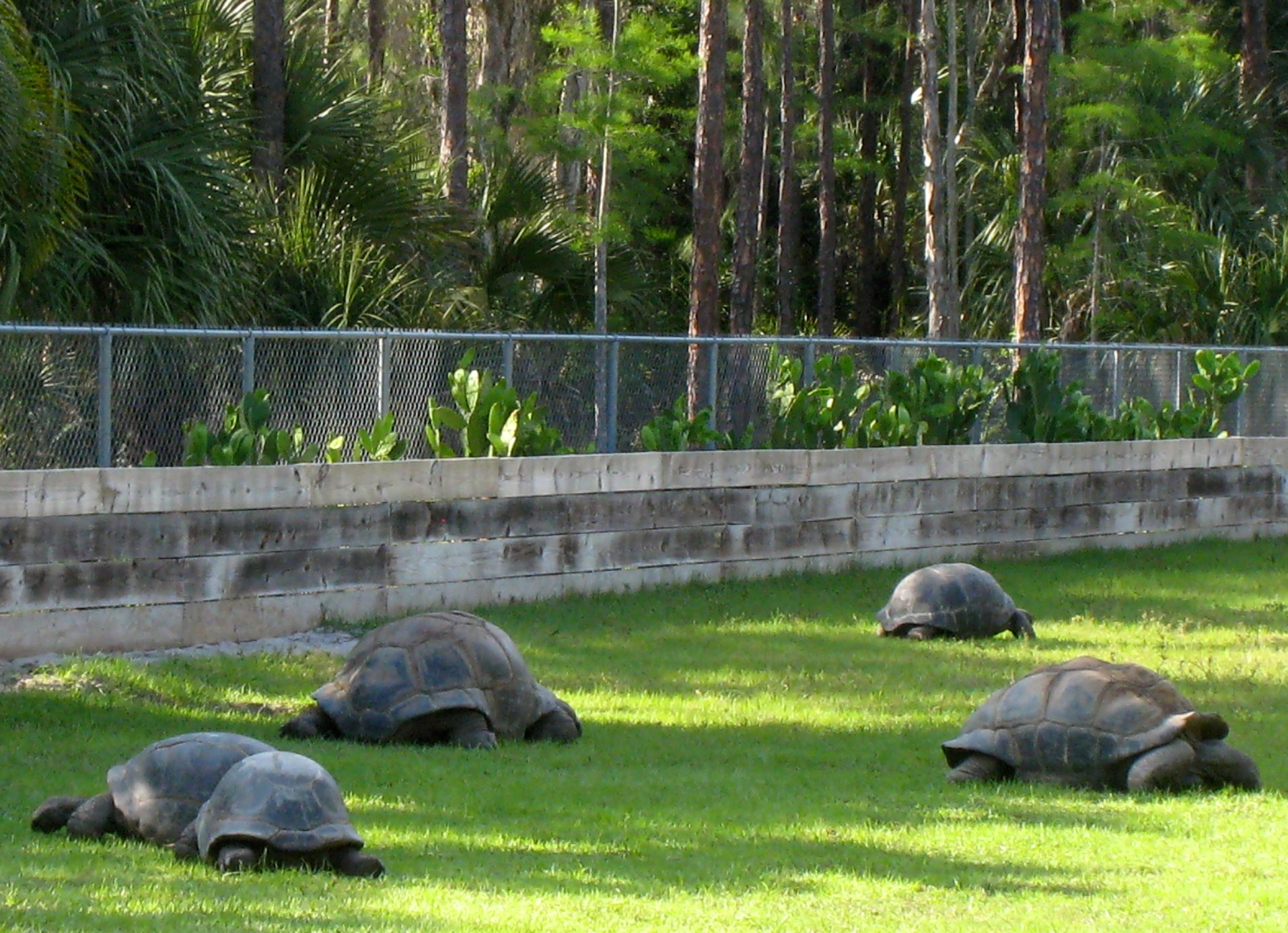 ALDABRA BREEDER