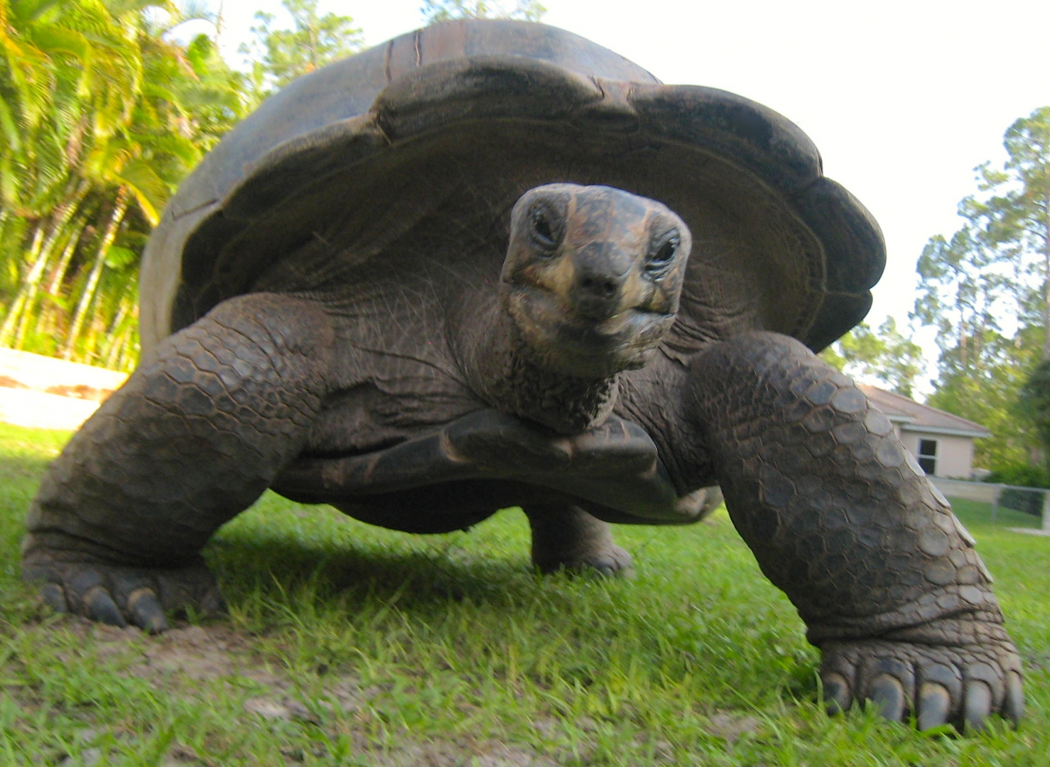 ALDABRA BREEDER