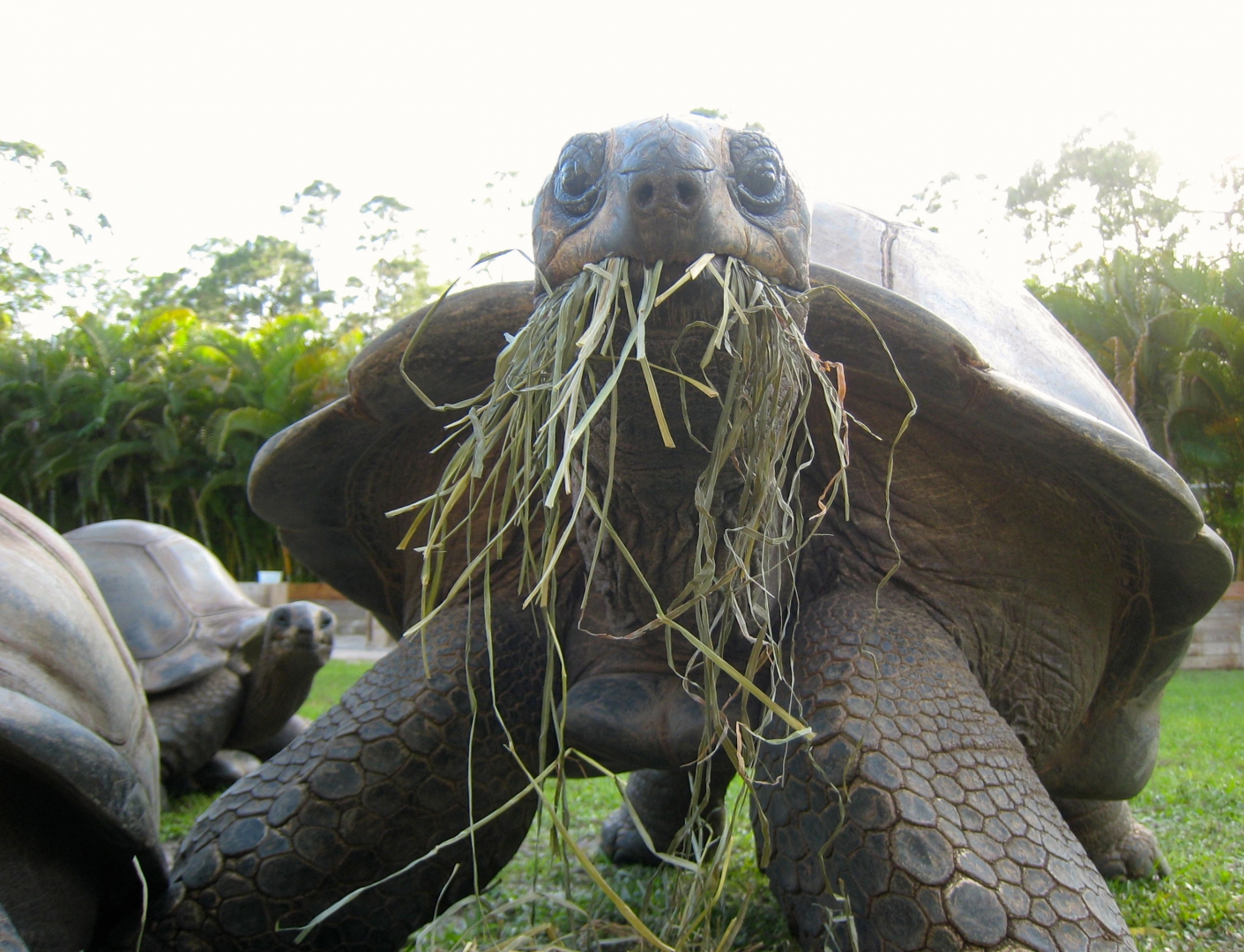 ALDABRA BREEDER