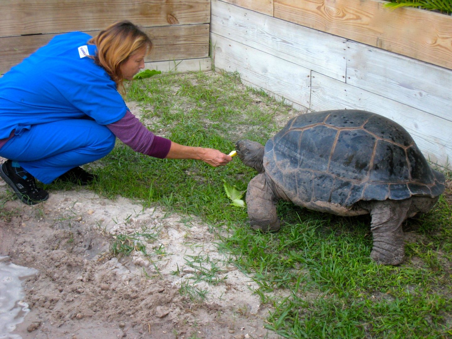 ALDABRA BREEDER