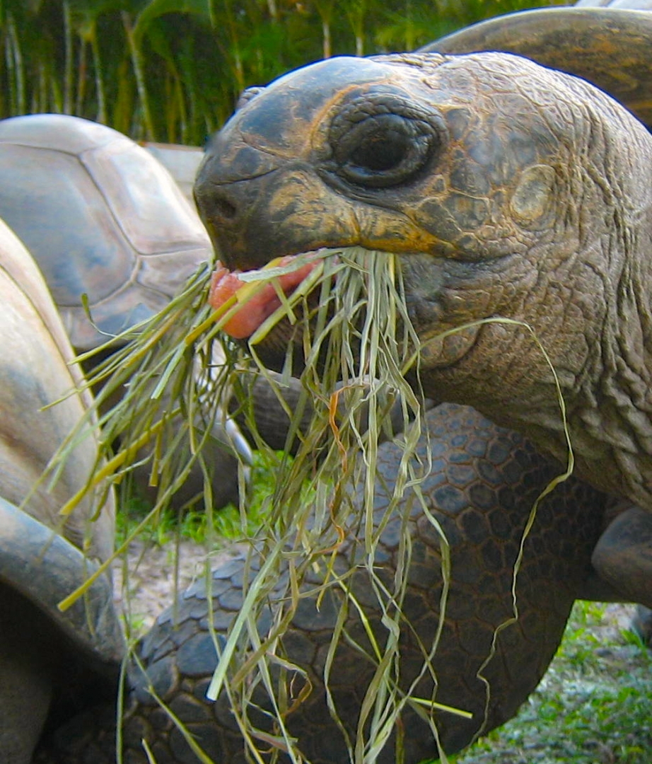 ALDABRA BREEDER