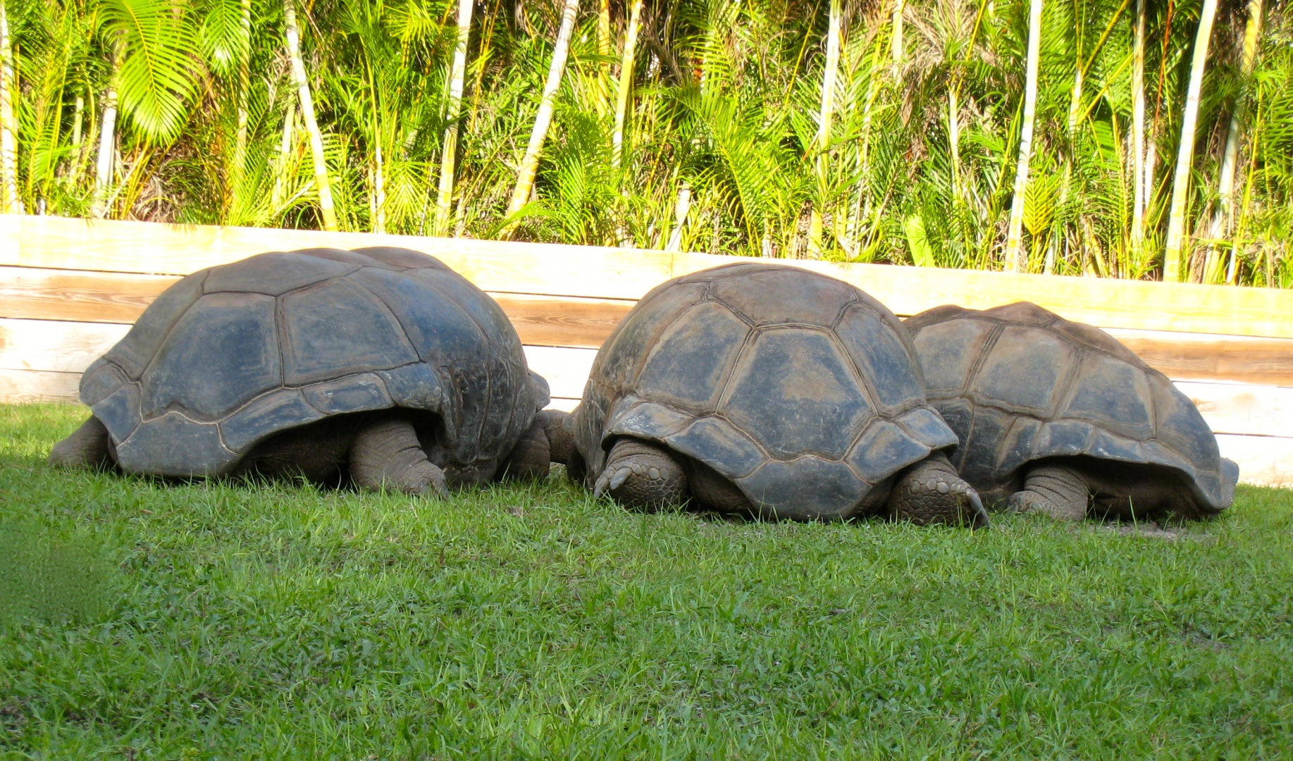 ALDABRA BREEDER