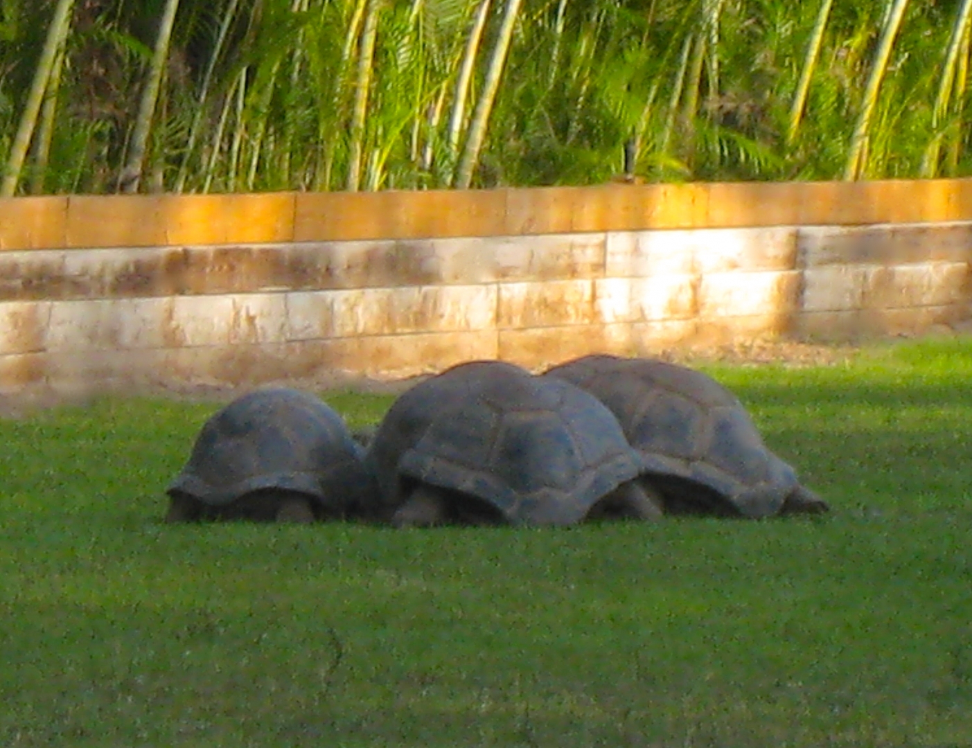 ALDABRA BREEDER