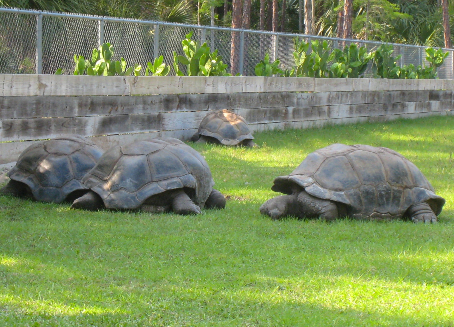 ALDABRA BREEDER