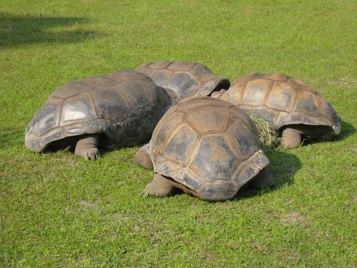 ALDABRA BREEDER