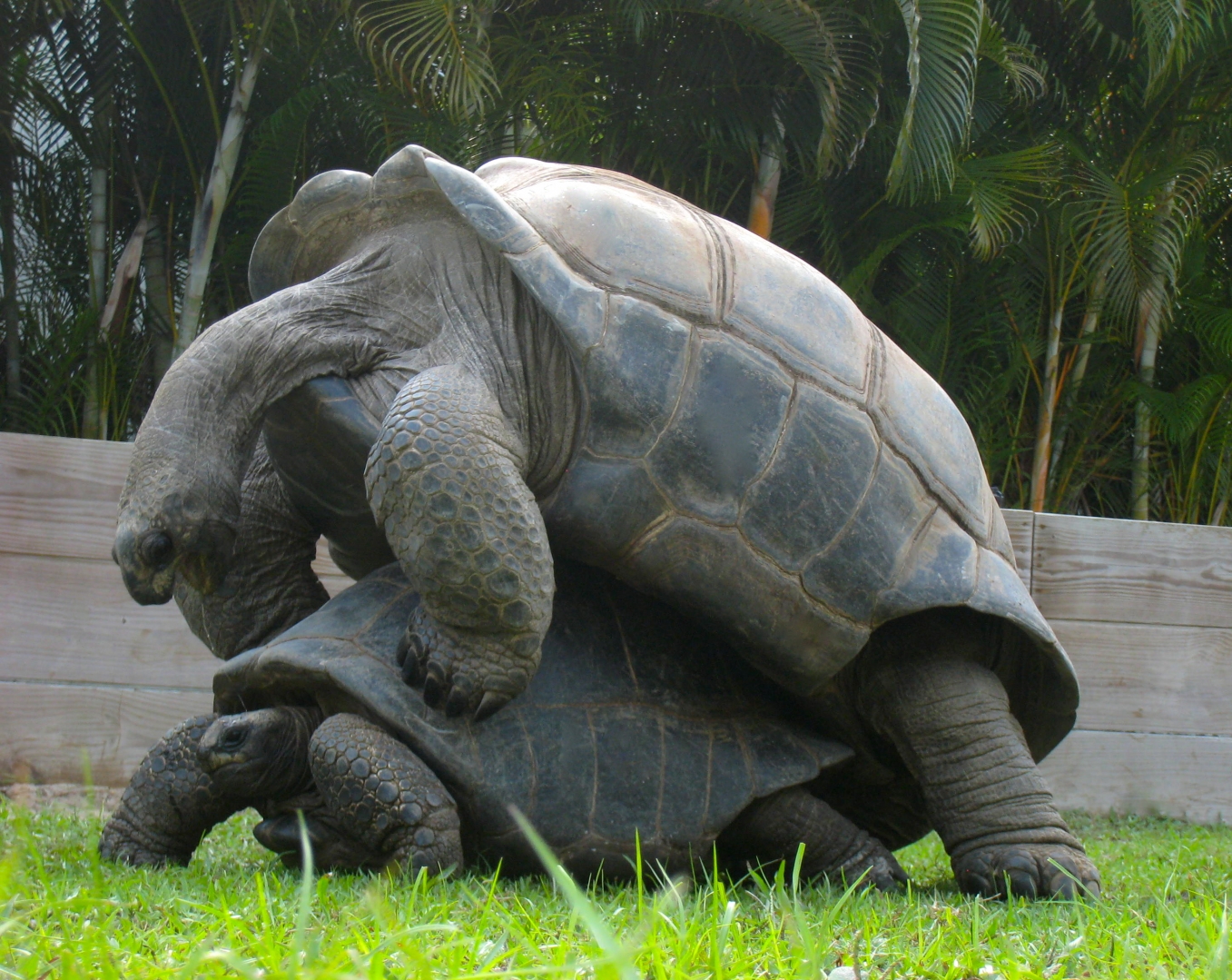 ALDABRA BREEDER