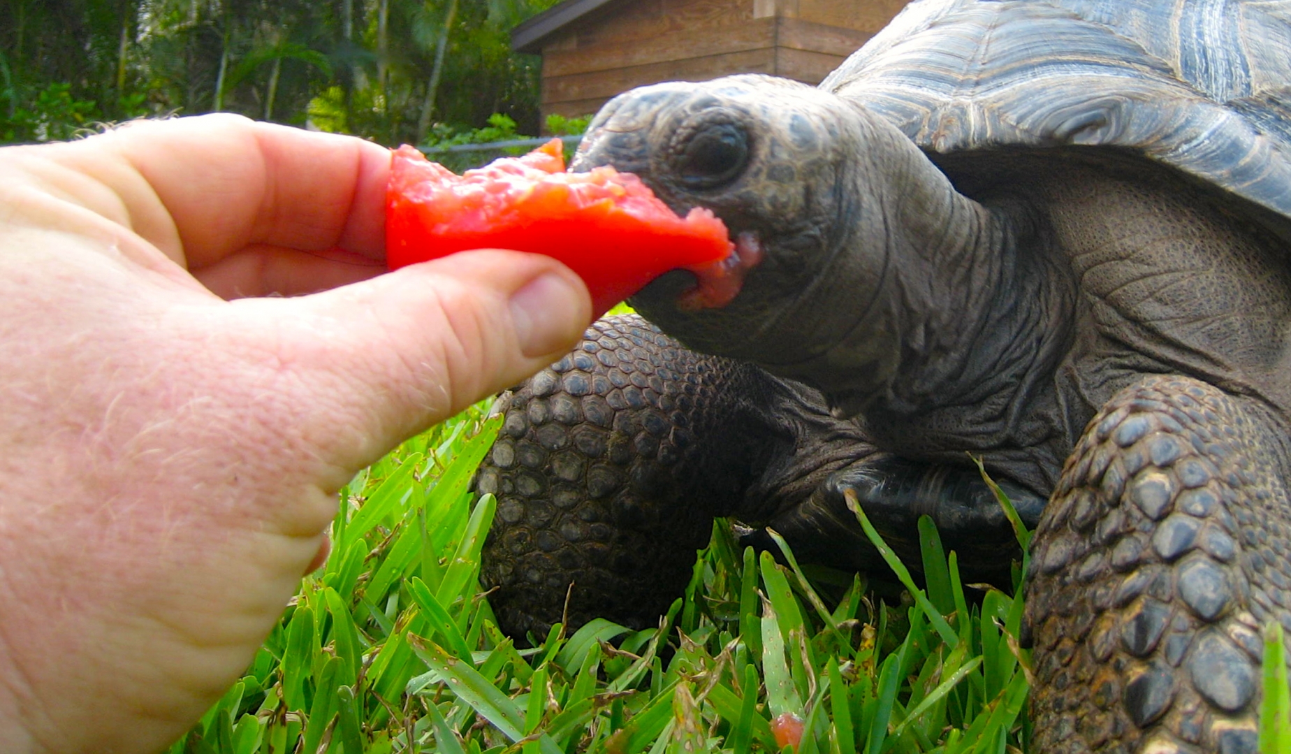 ALDABRA BREEDER