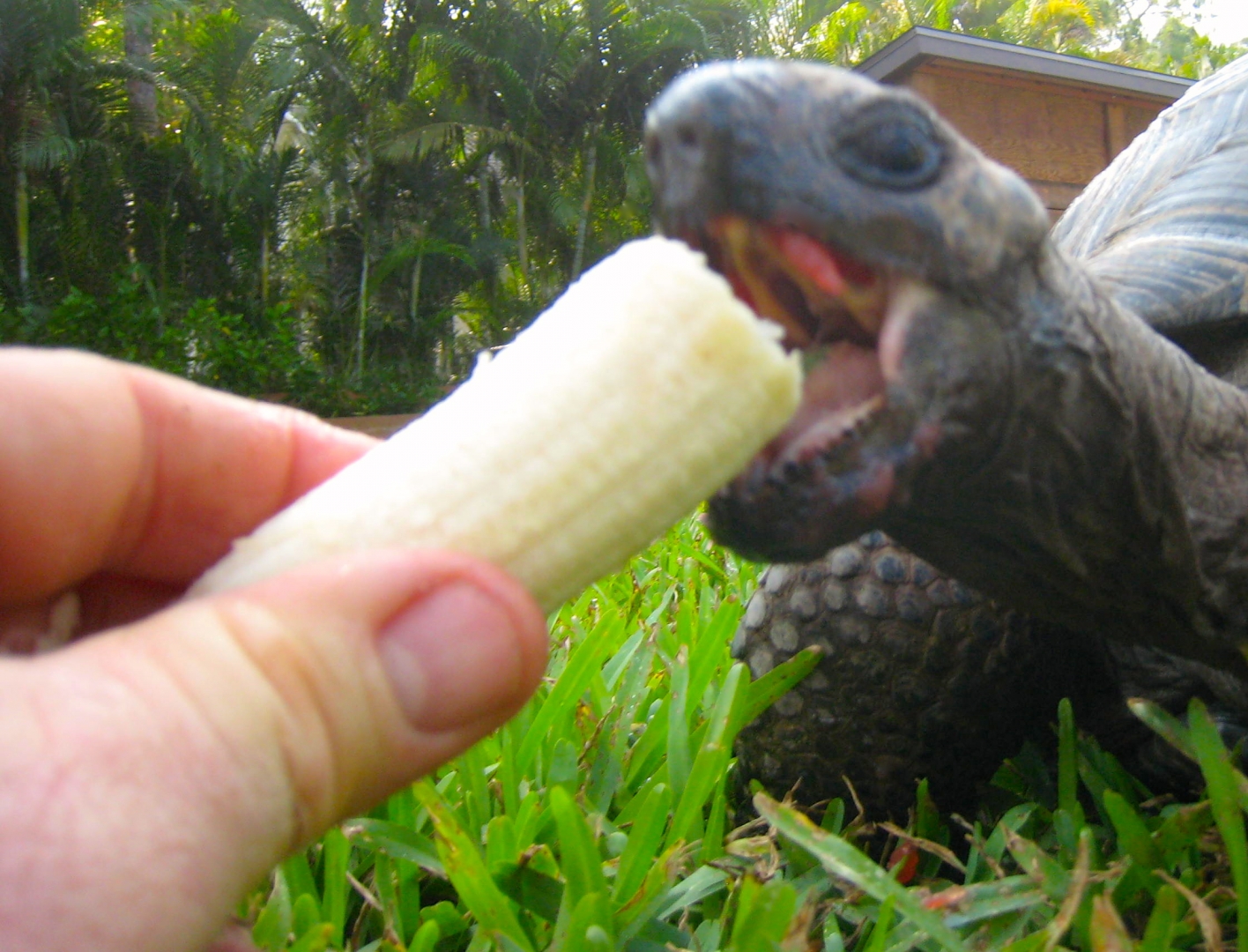 ALDABRA BREEDER
