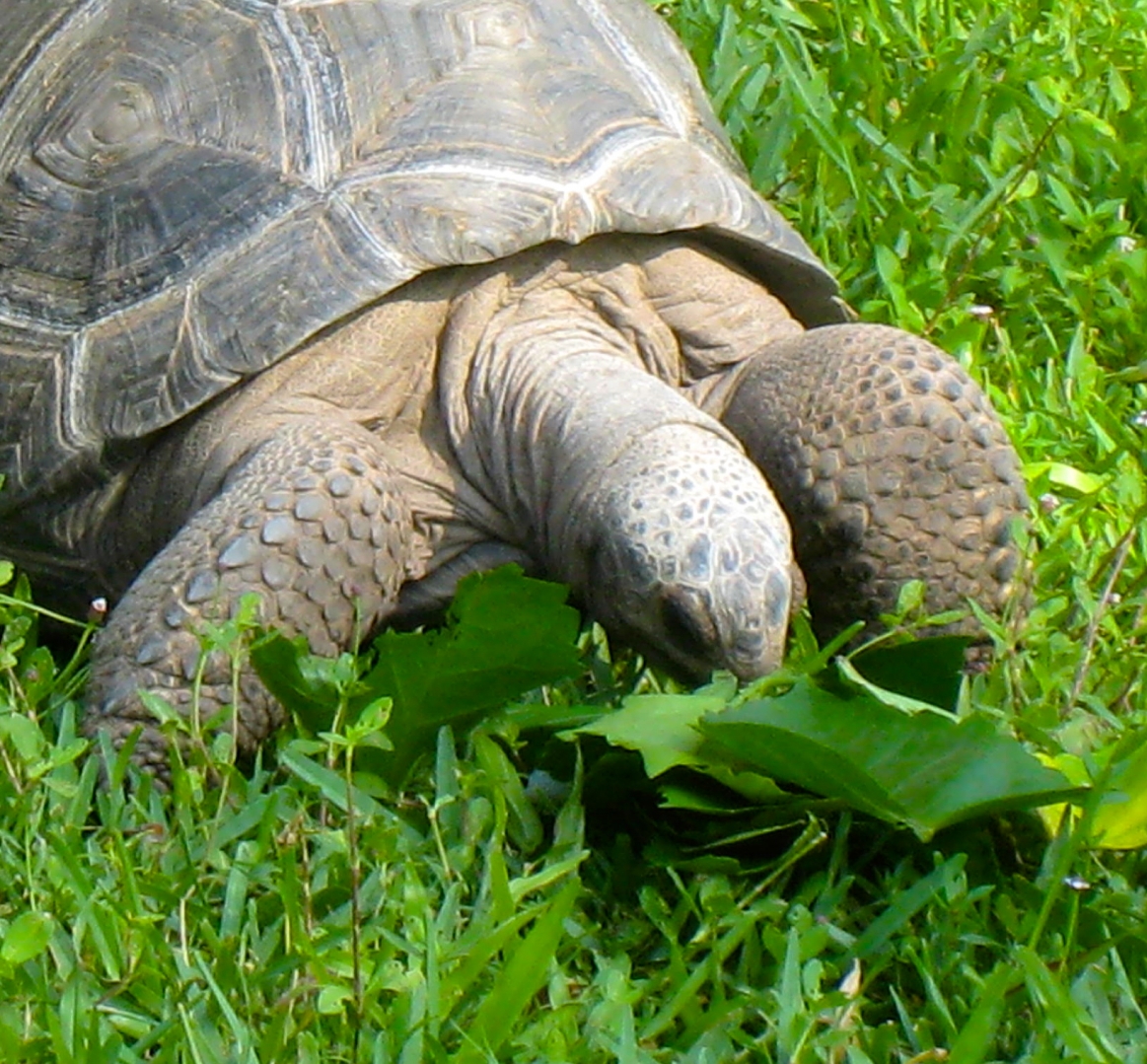ALDABRA BREEDER