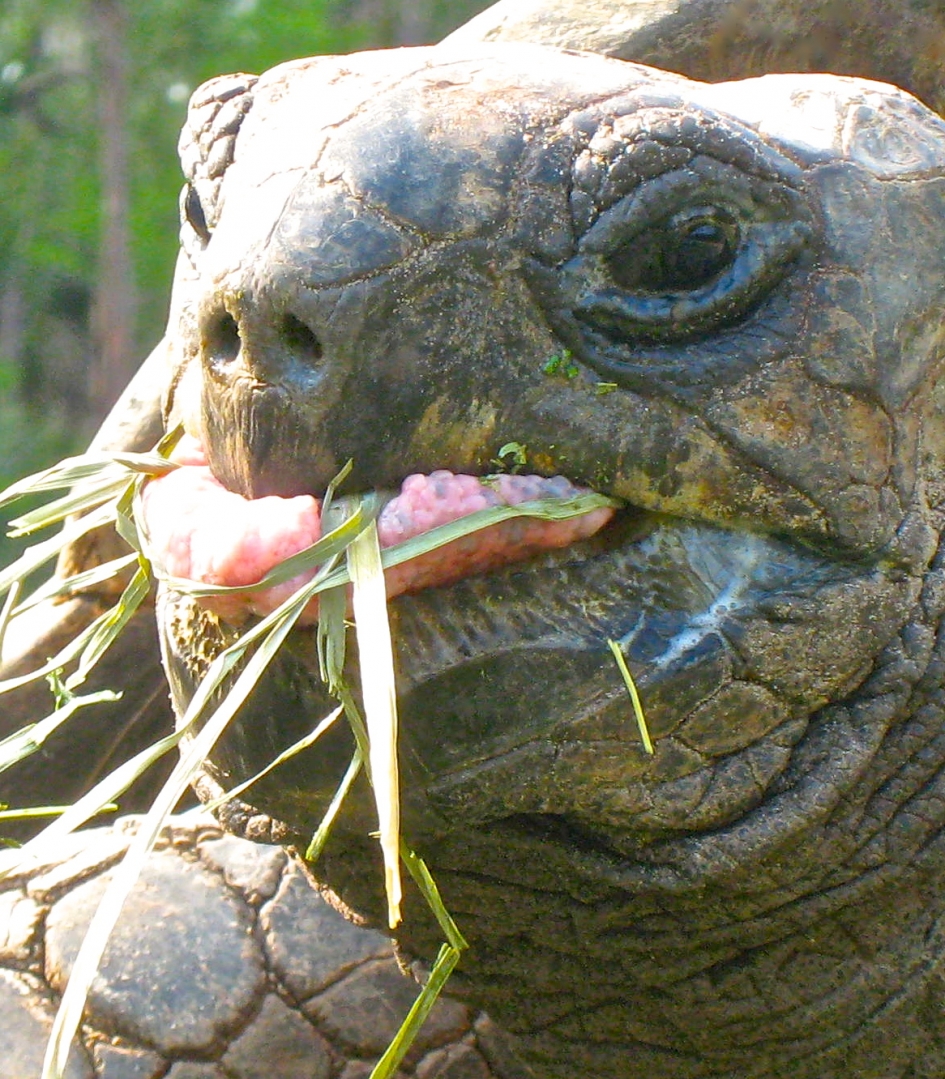 ALDABRA BREEDER