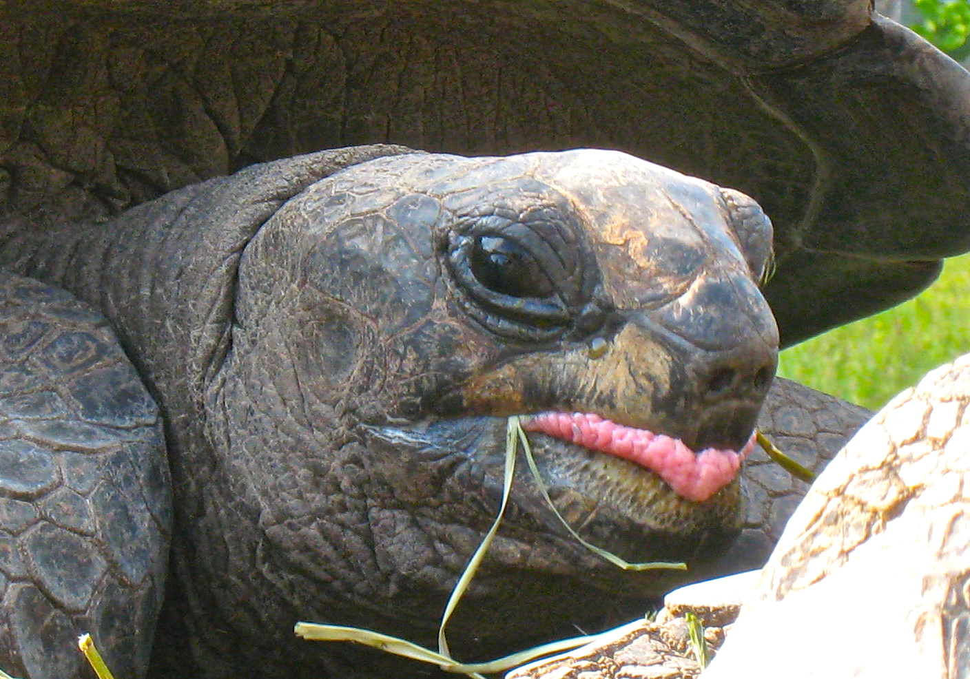 ALDABRA BREEDER