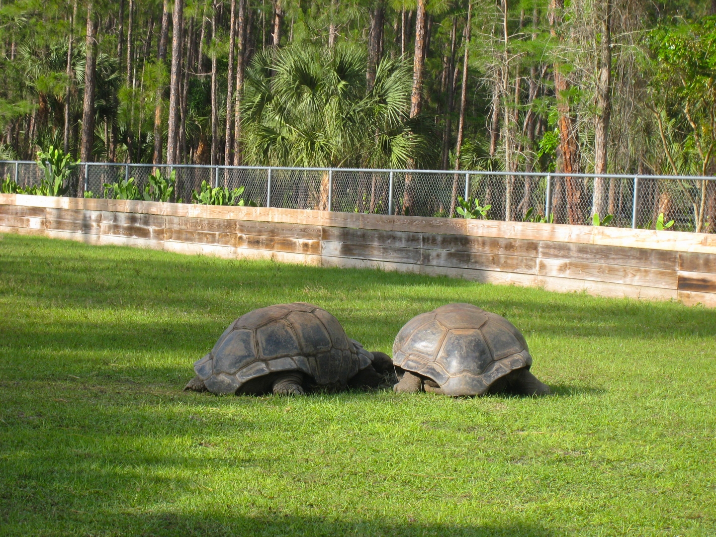 ALDABRA BREEDER