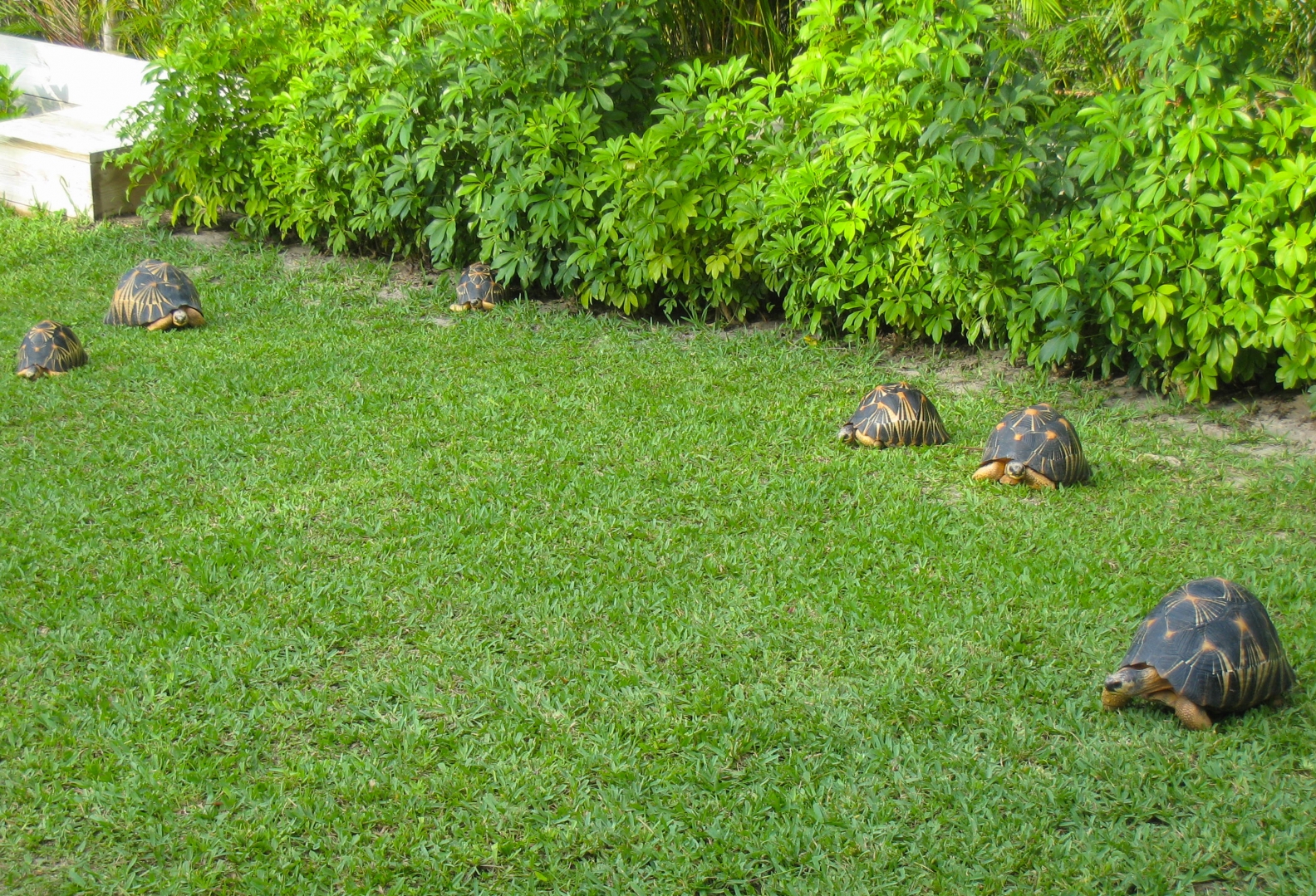 ALDABRA BREEDER