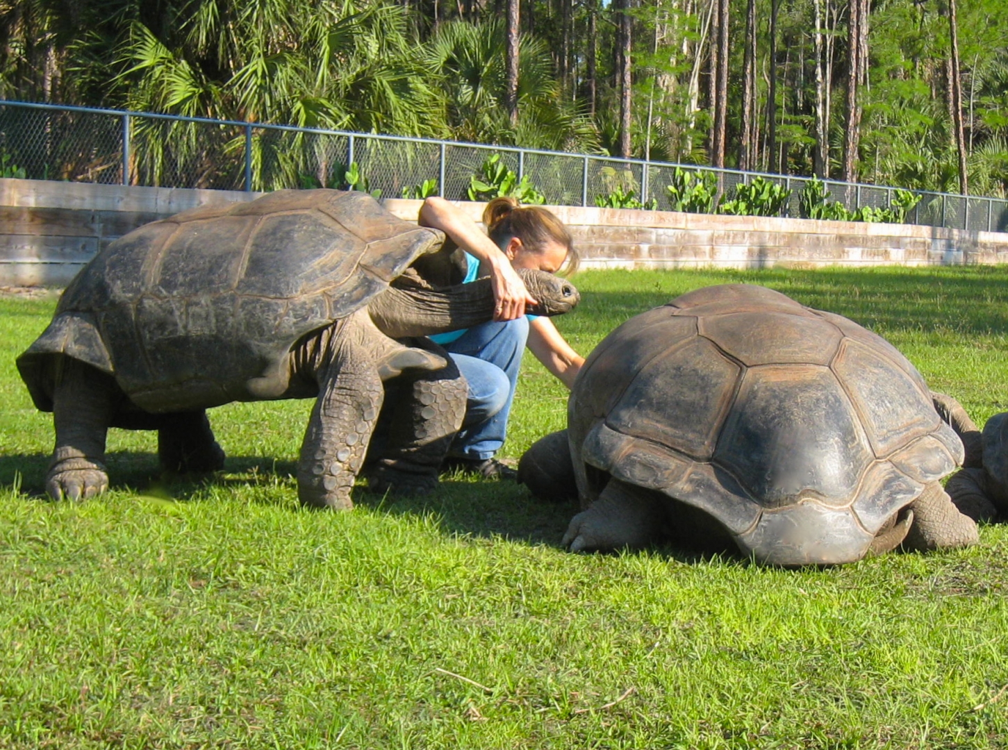 ALDABRA BREEDER