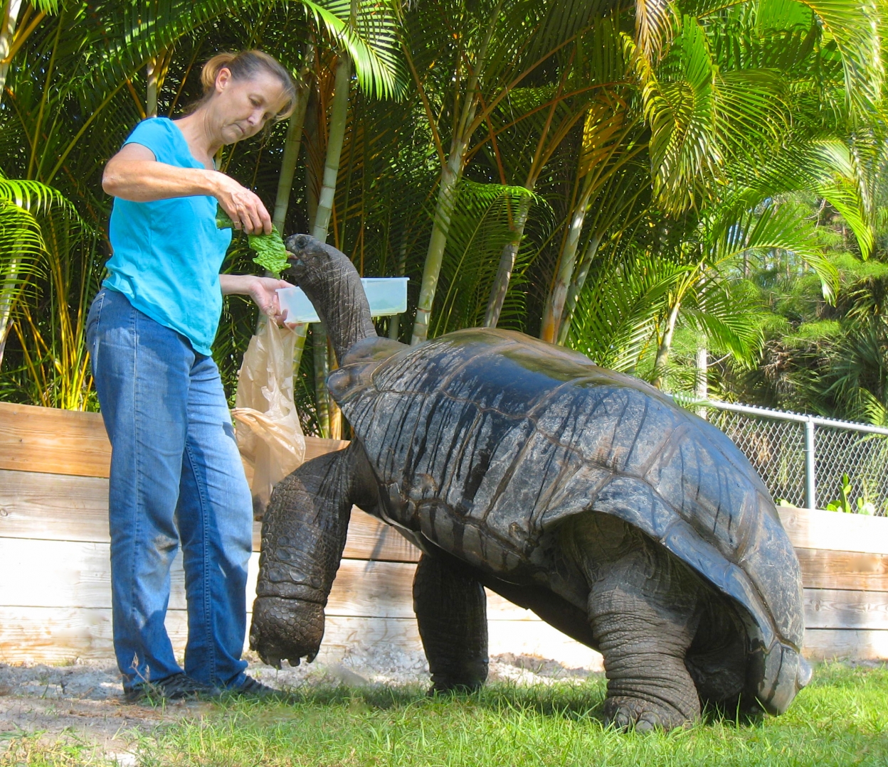 ALDABRA BREEDER