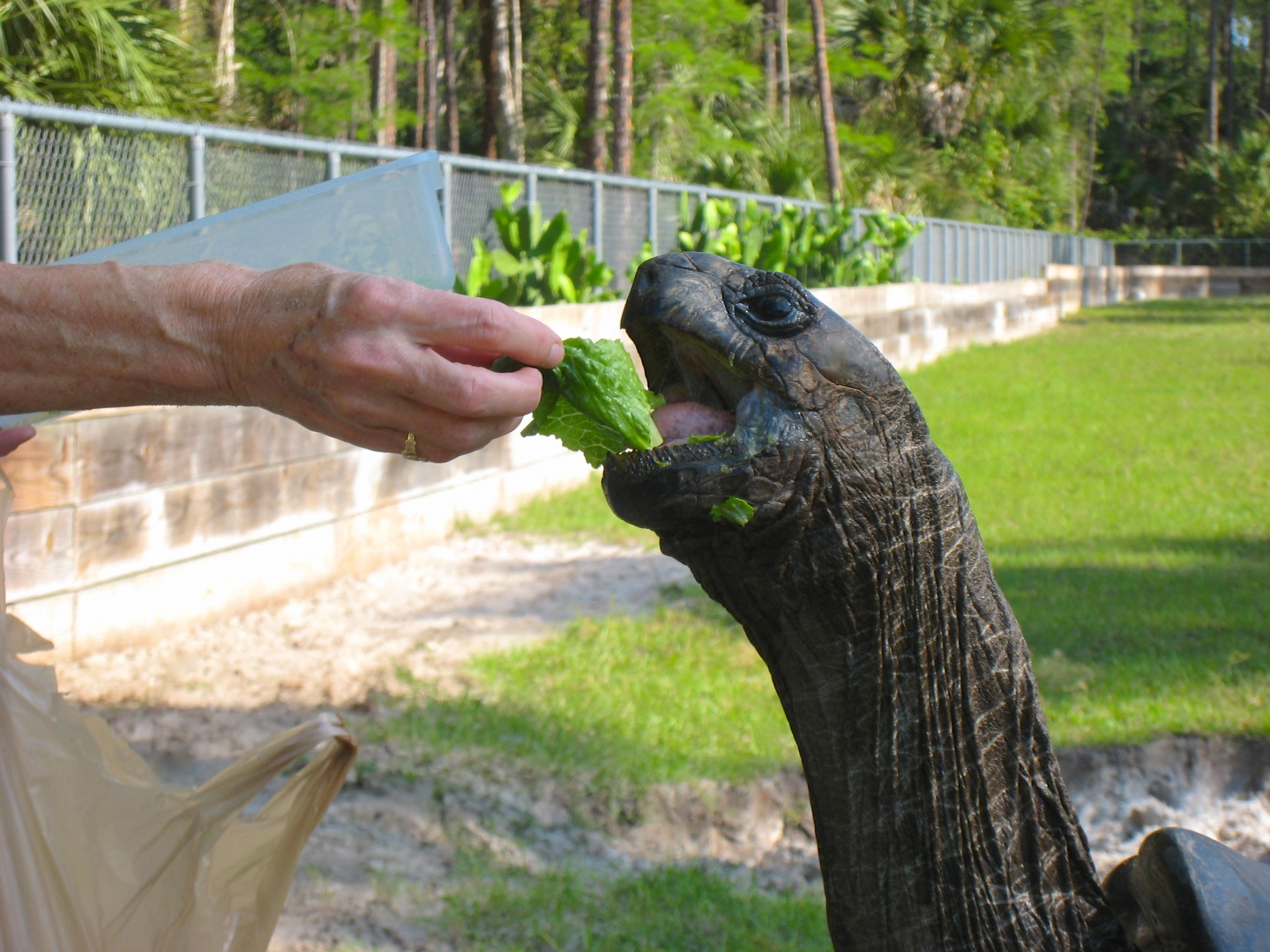 ALDABRA BREEDER