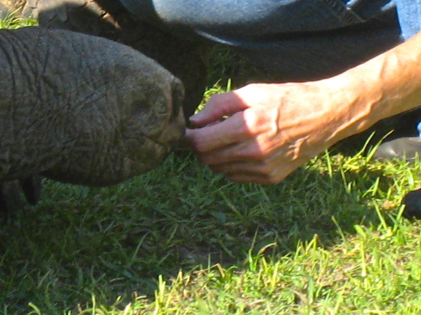 ALDABRA BREEDER