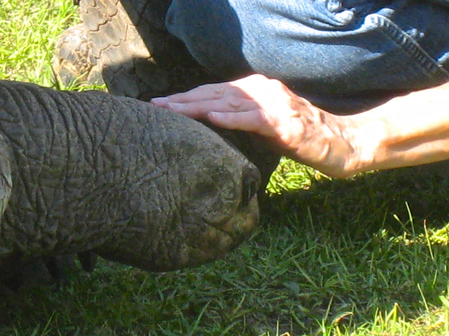 ALDABRA BREEDER