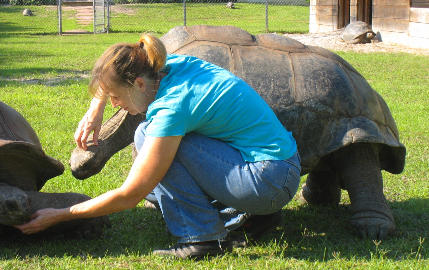 ALDABRA BREEDER
