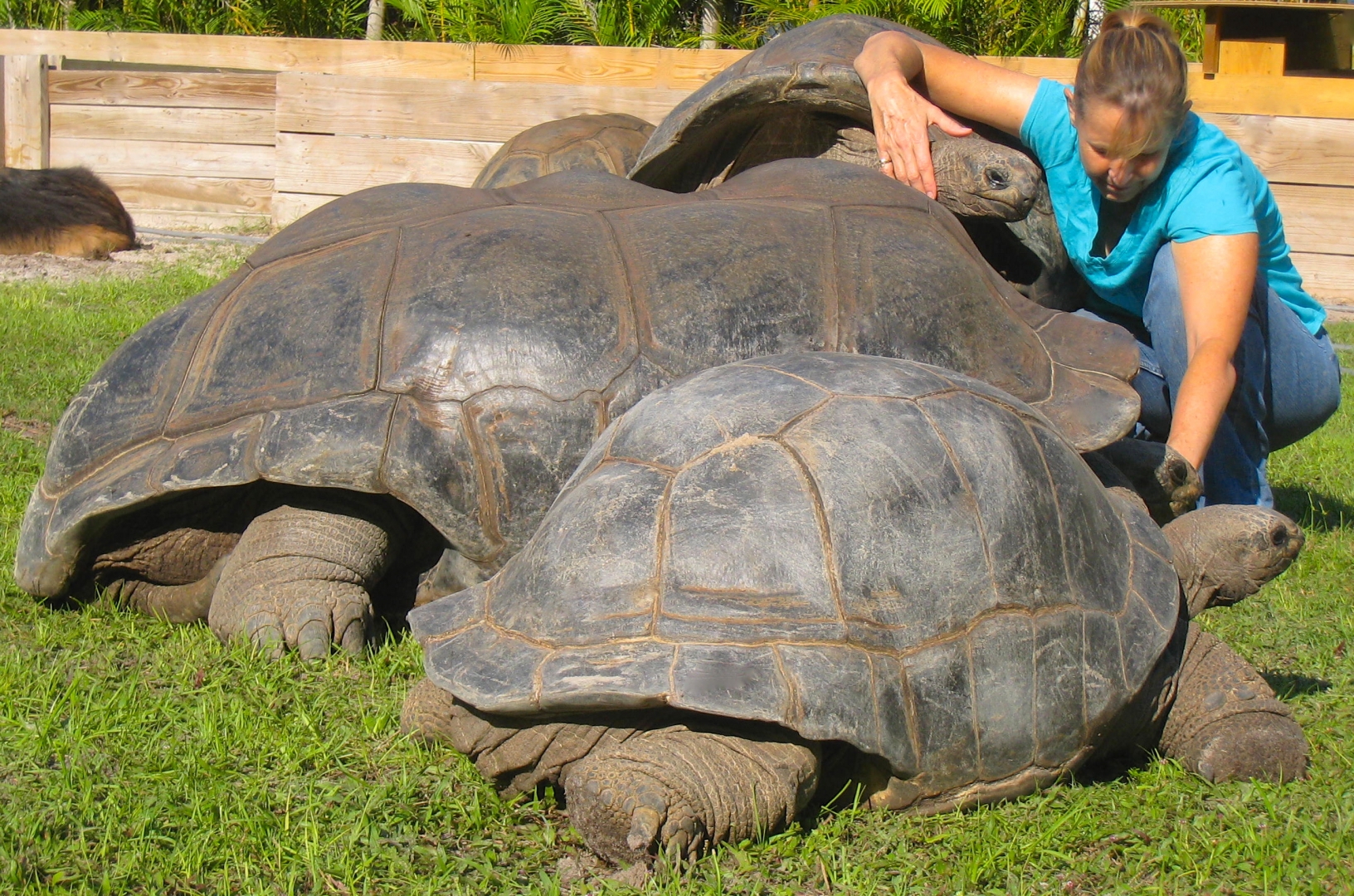 ALDABRA BREEDER