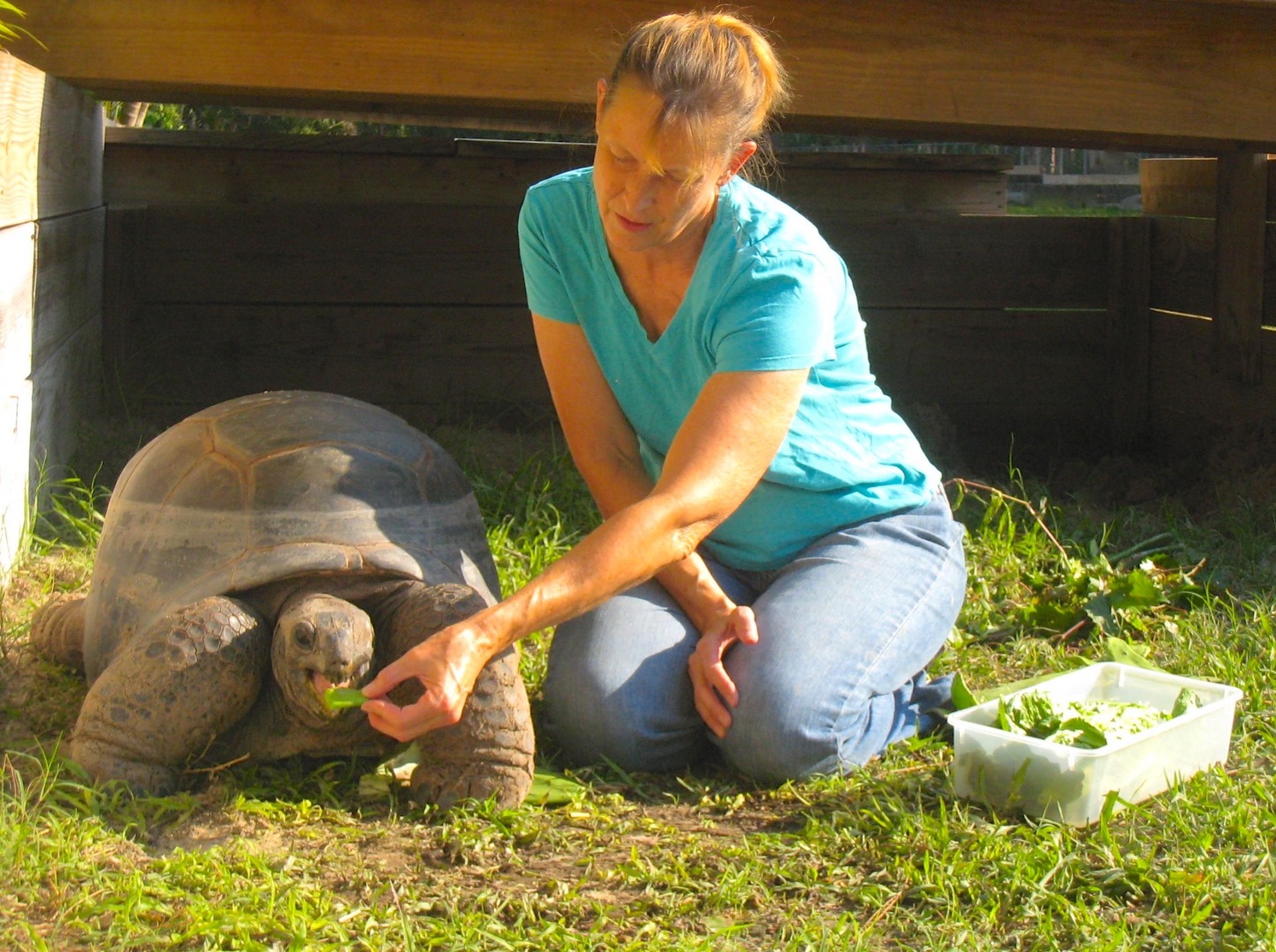 ALDABRA BREEDER