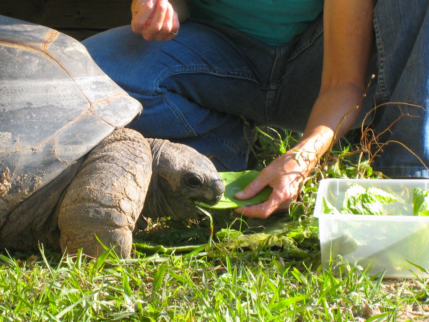 ALDABRA BREEDER