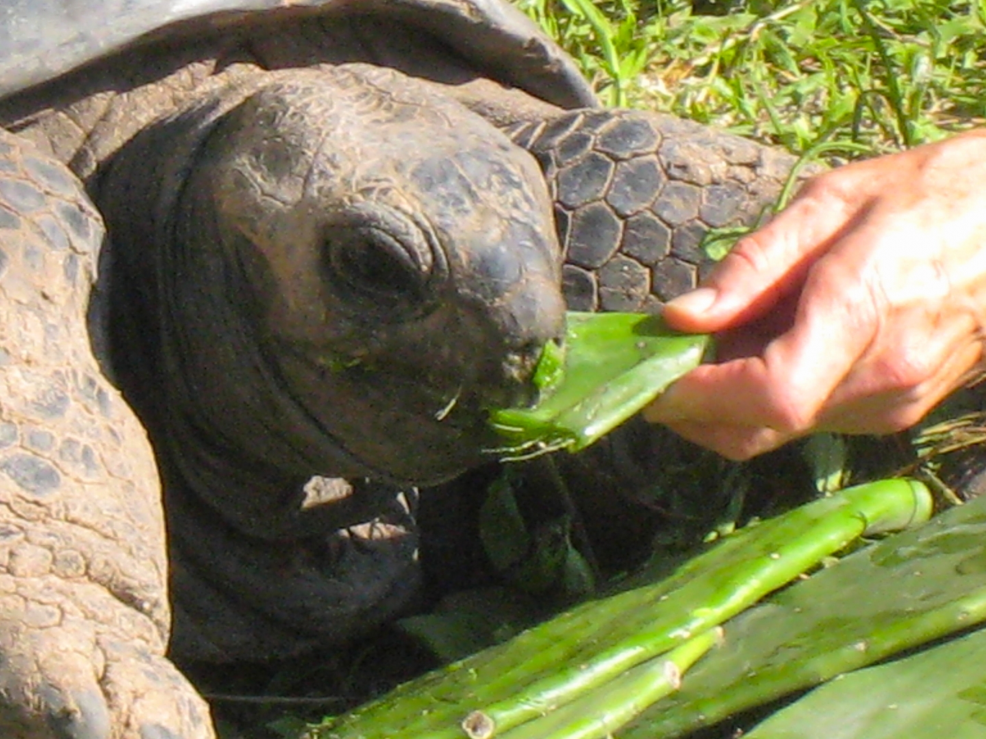 ALDABRA BREEDER