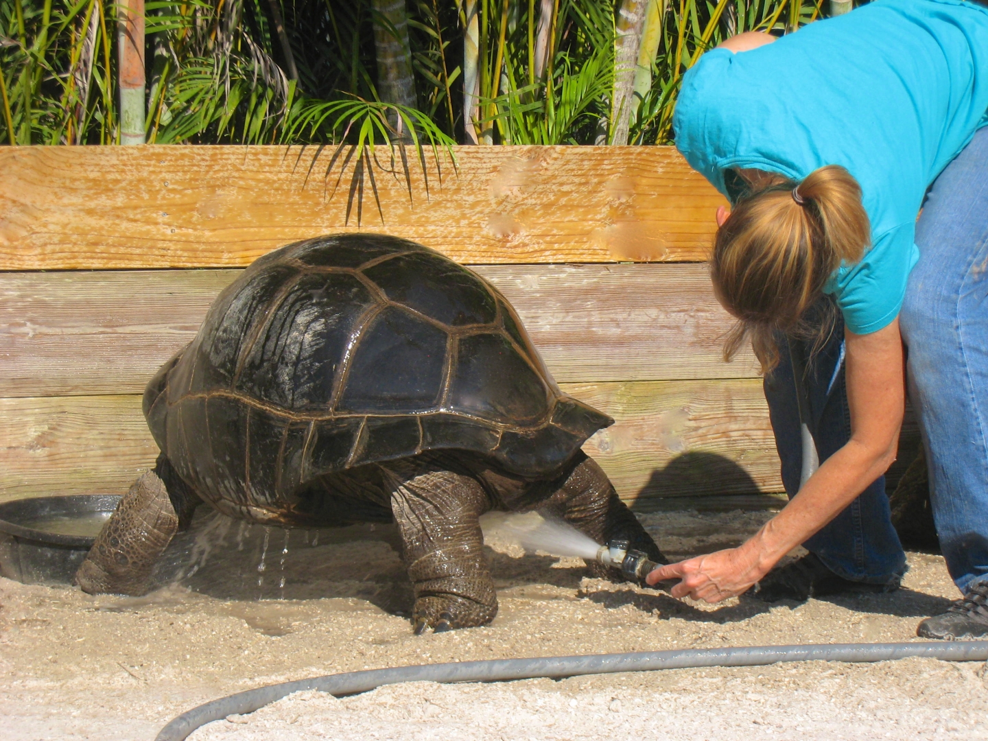 ALDABRA BREEDER