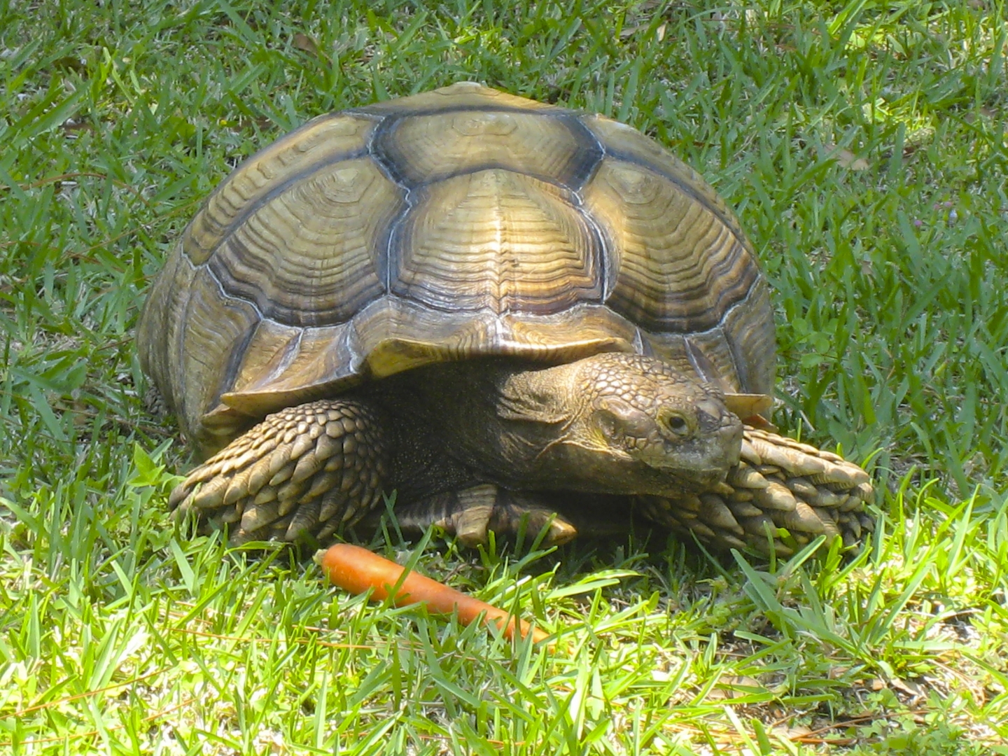 ALDABRA BREEDER