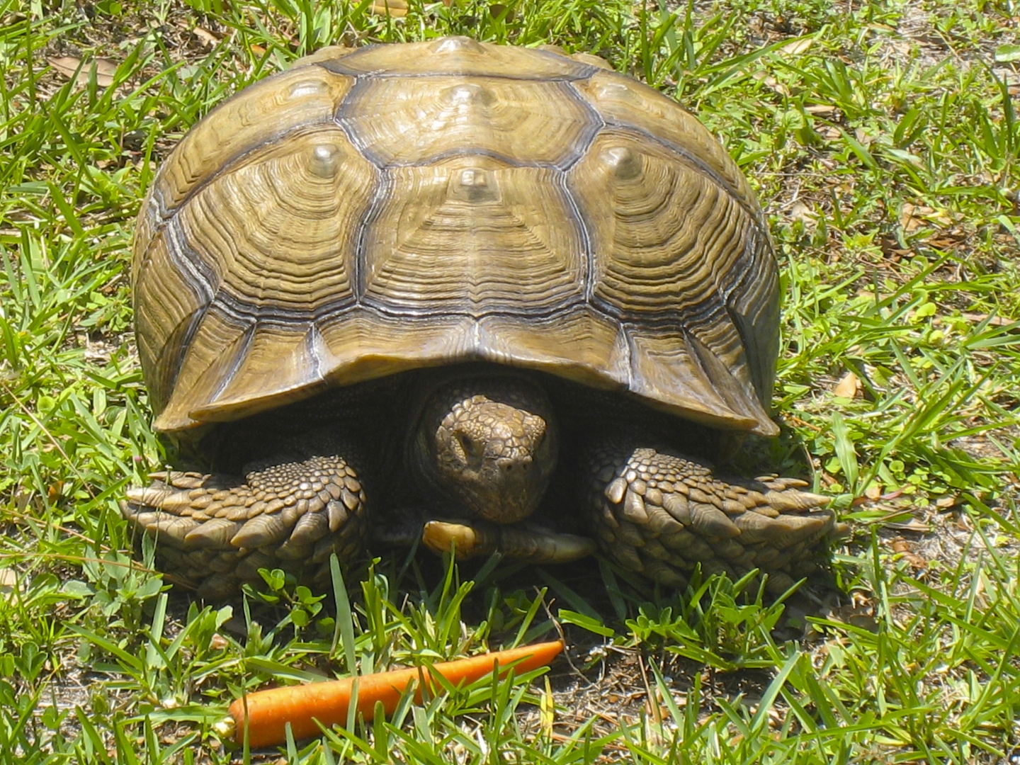 ALDABRA BREEDER