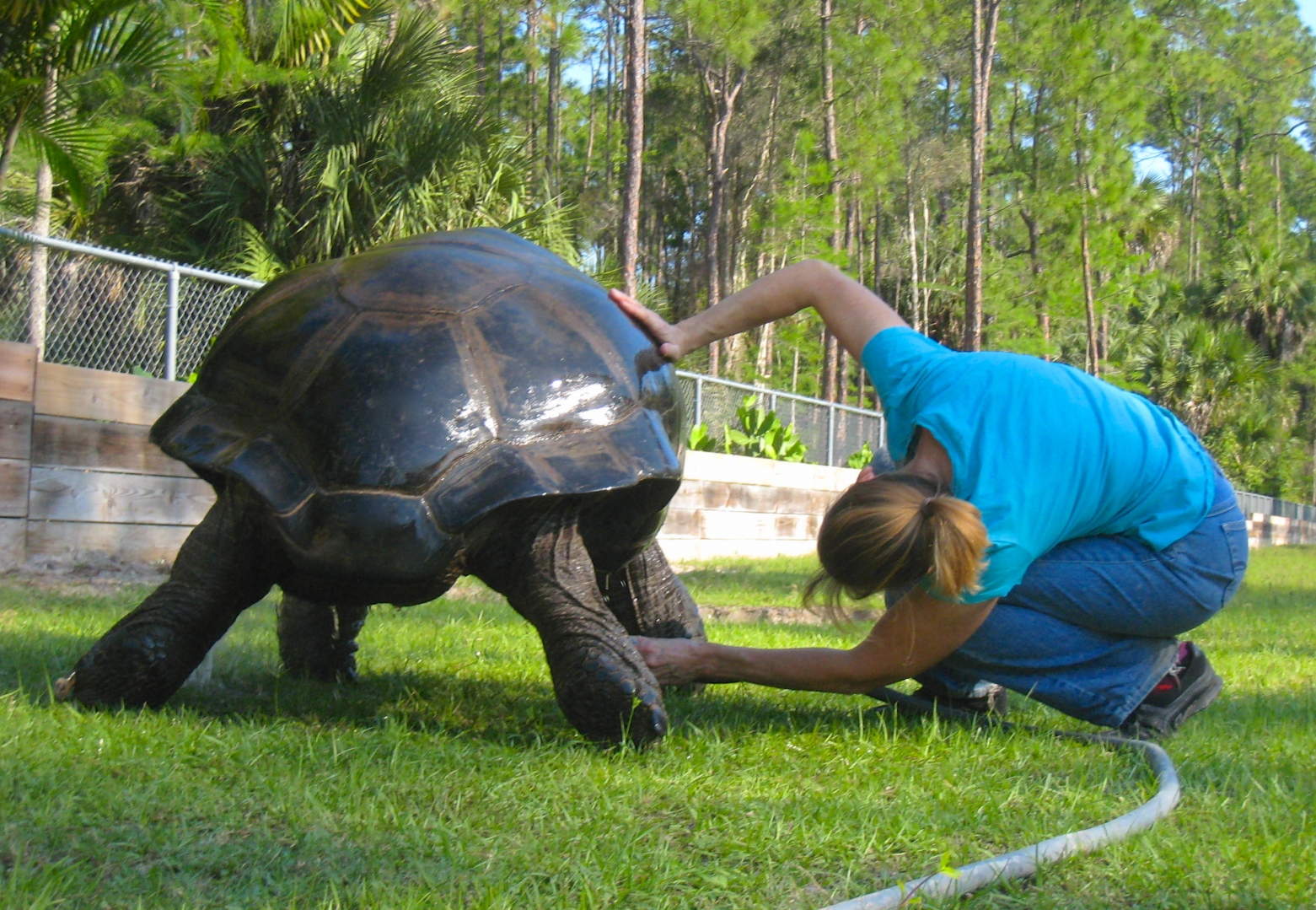ALDABRA BREEDER