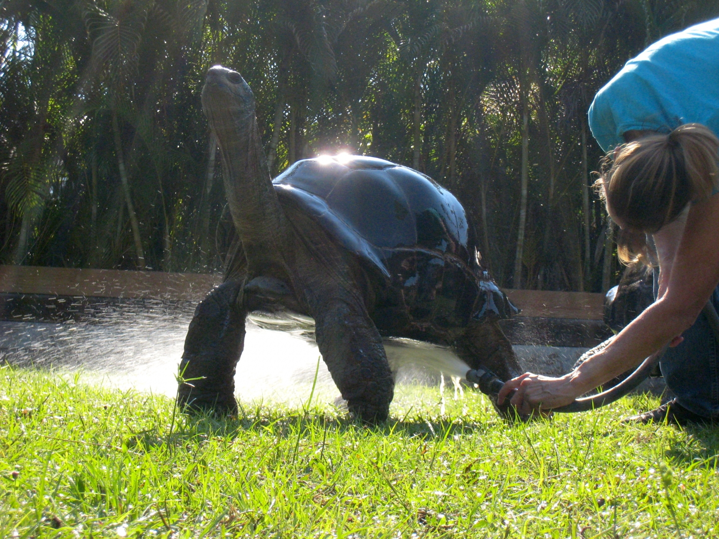 ALDABRA BREEDER
