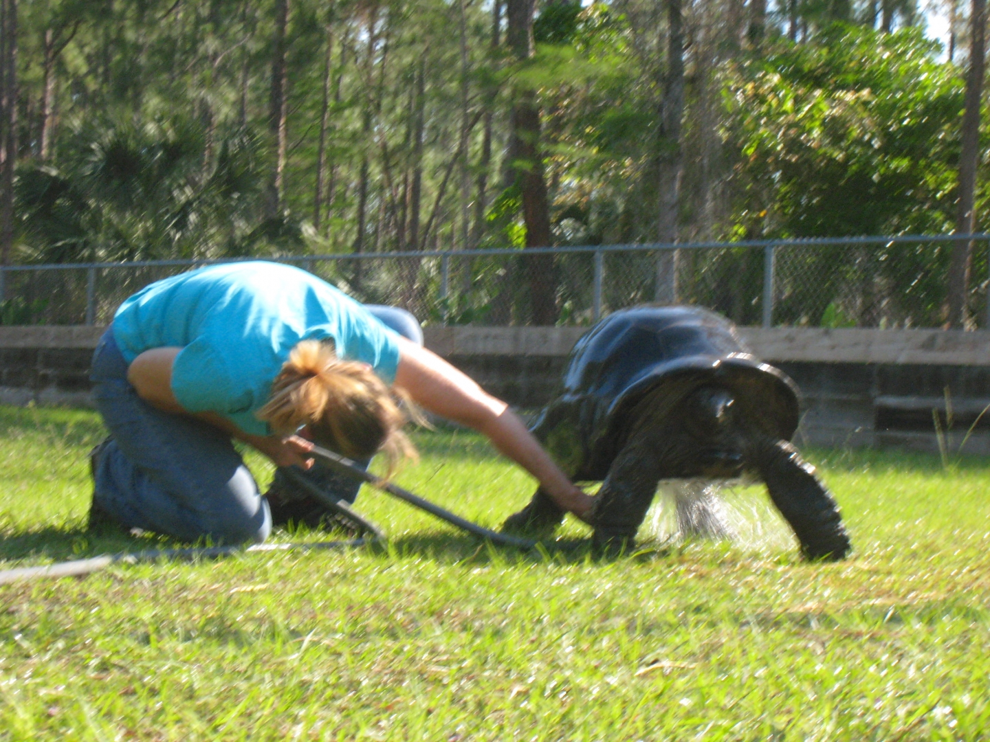 ALDABRA BREEDER