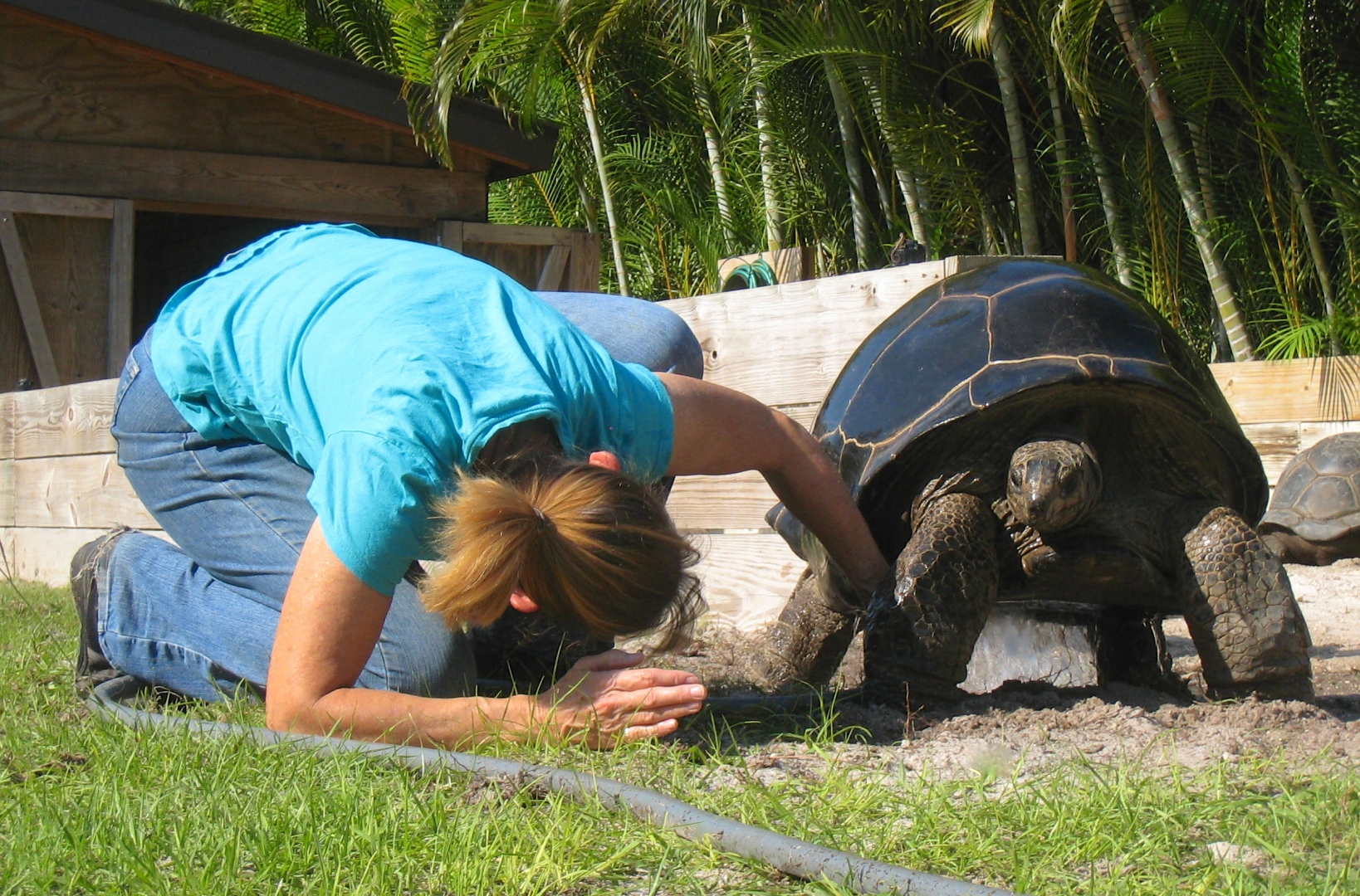 ALDABRA BREEDER