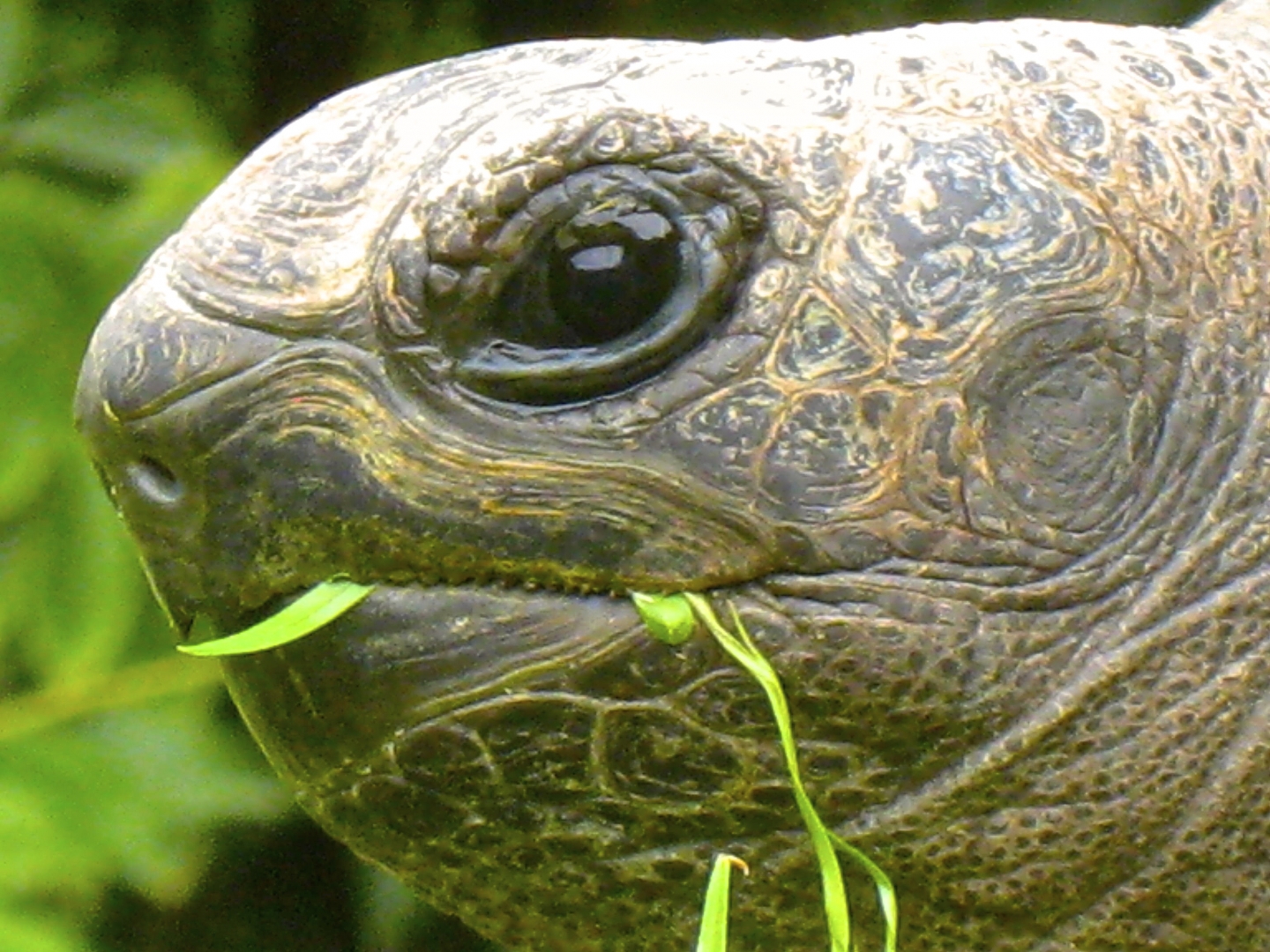 ALDABRA BREEDER