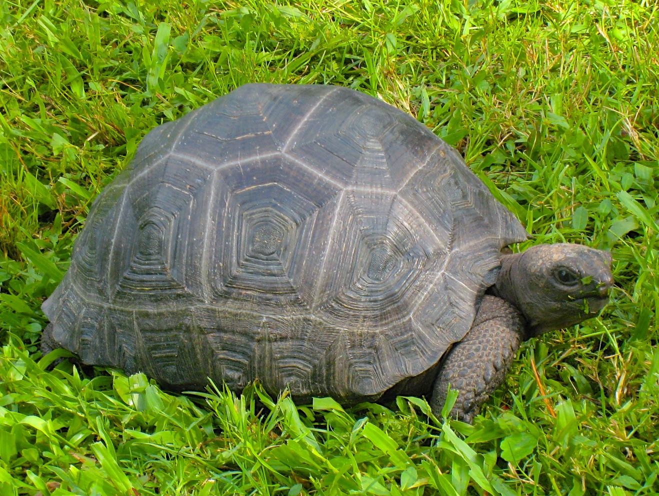 ALDABRA BREEDER