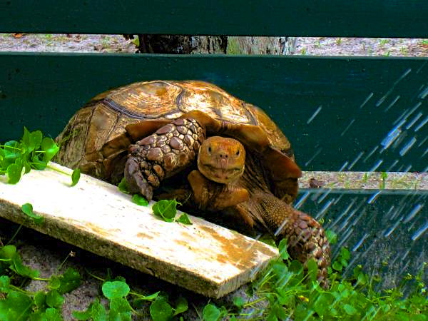 ALDABRA BREEDER