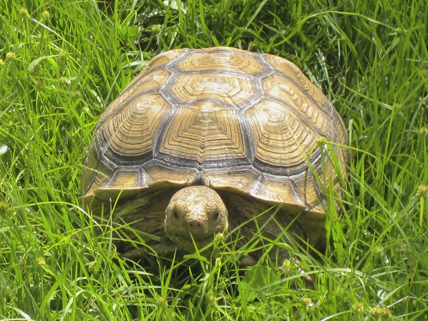 ALDABRA BREEDER