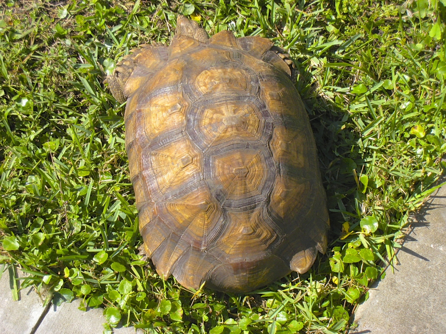 ALDABRA BREEDER