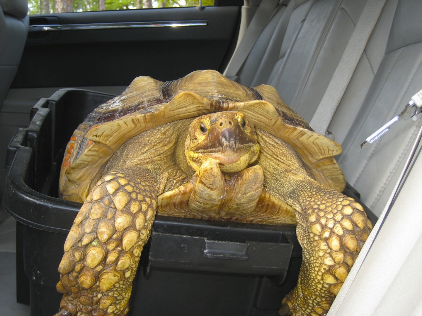 ALDABRA BREEDER