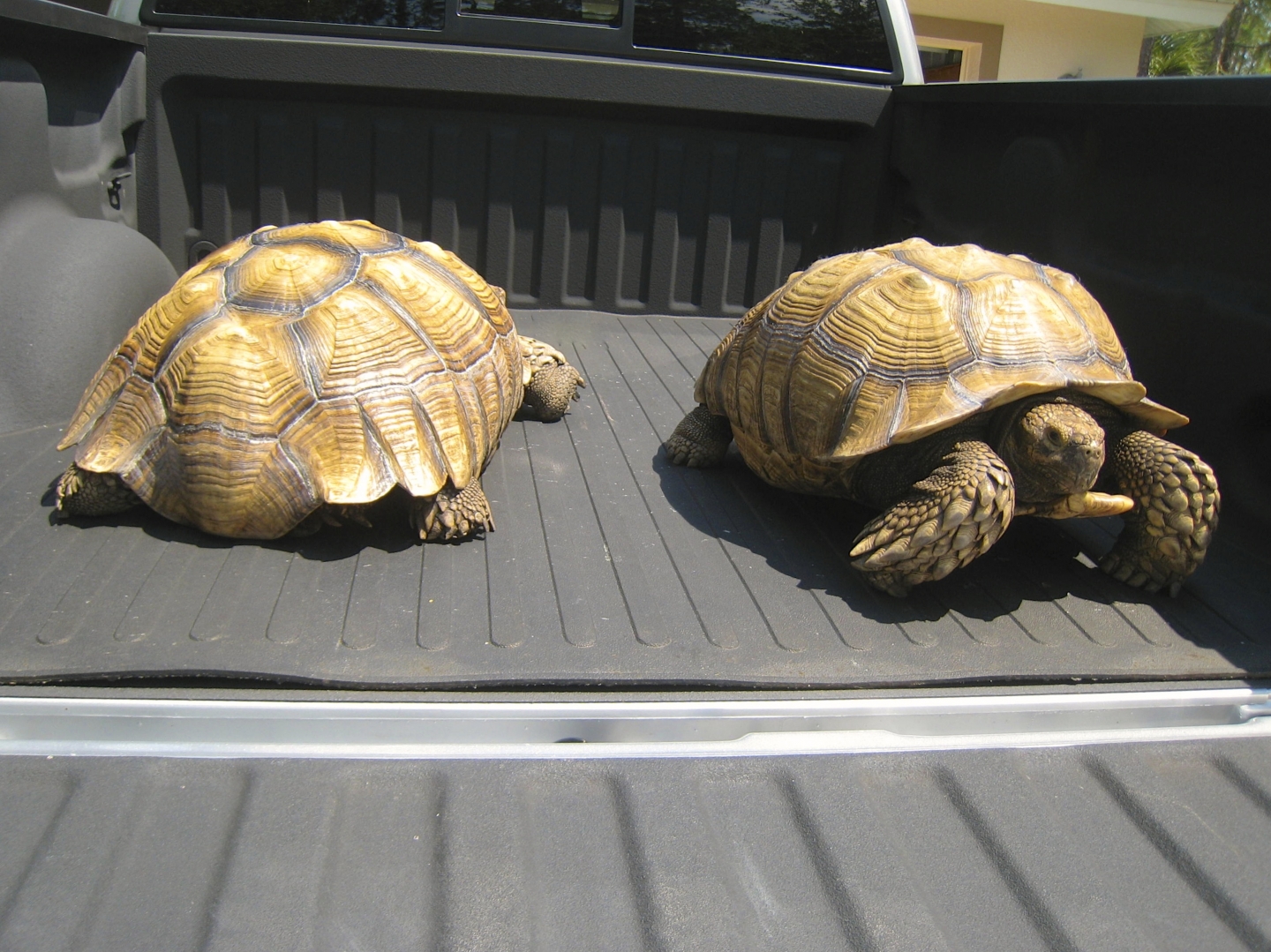 ALDABRA BREEDER